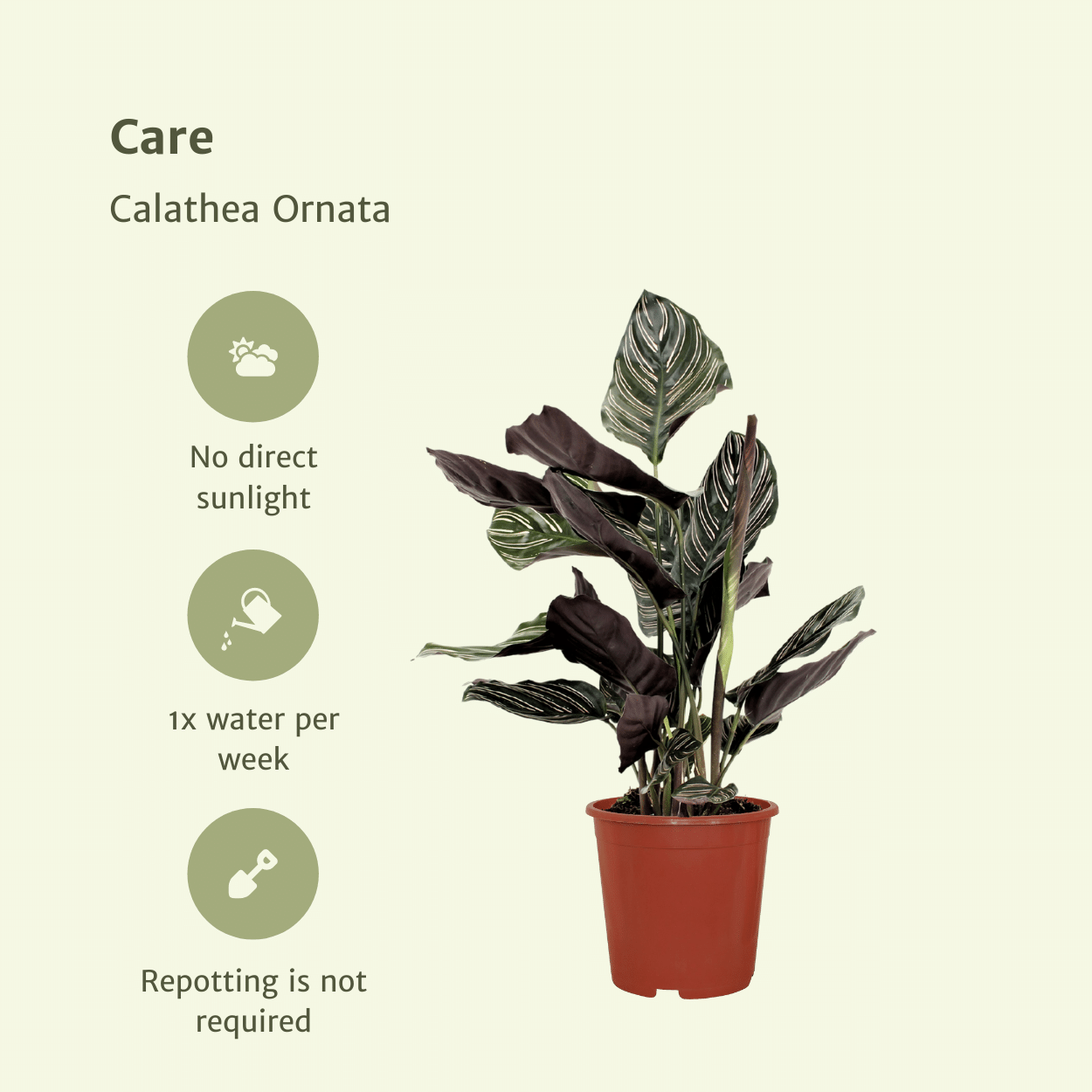 2x Calathea Ornata – Pfauenpflanze, 50 cm, ø14 cm