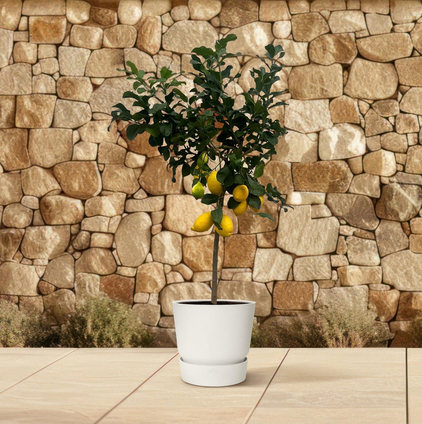 Citrus Lemon (Citroenboom) – 150 cm – Ø24 cm