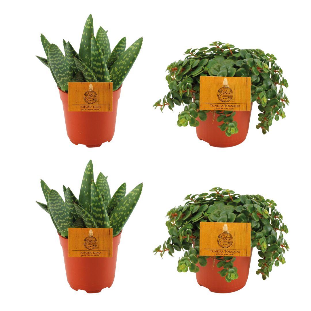 Set aus 2x Aloe Paradisicum & 2x Sedum Tornado Ø10,5cm