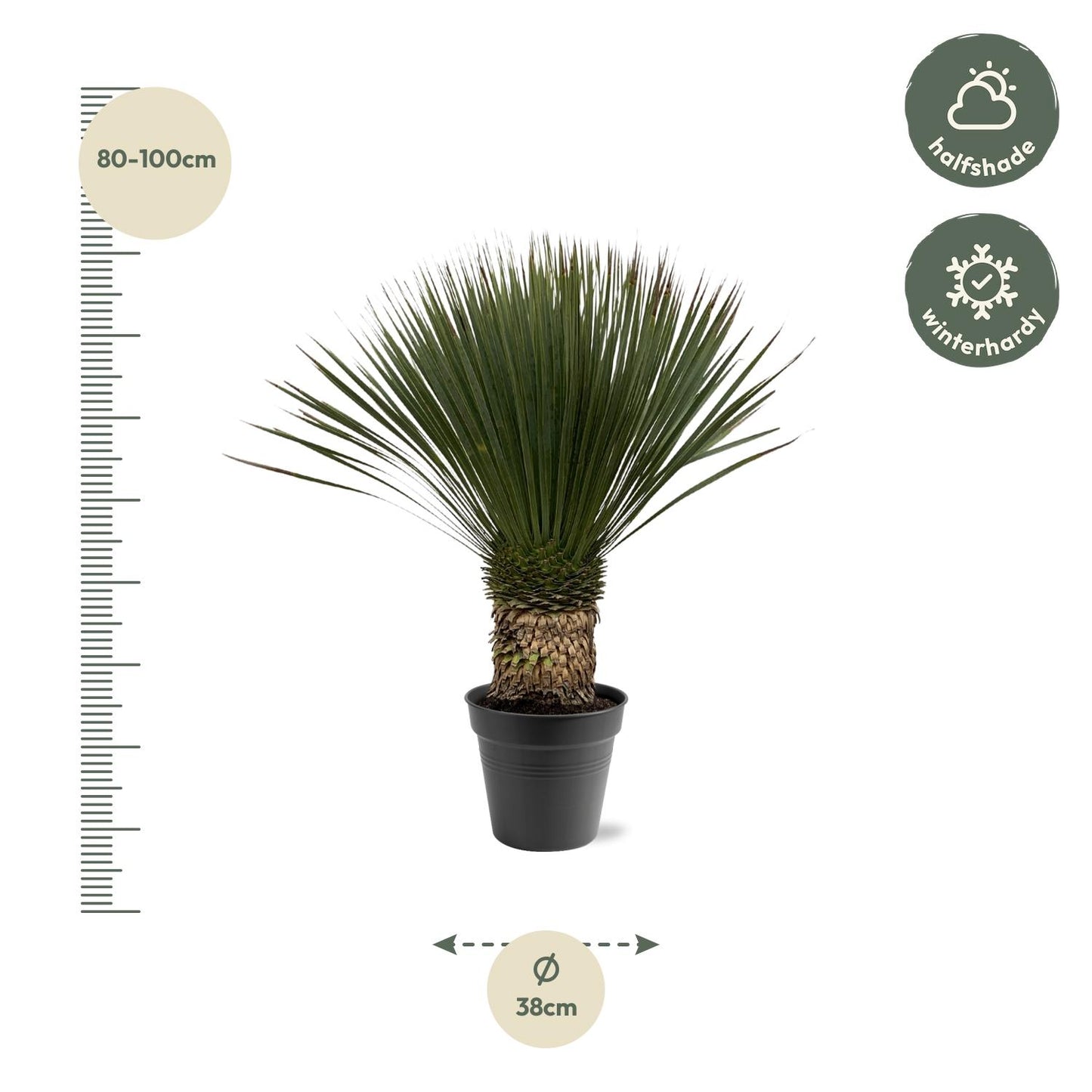Yucca Rostrata – Stilvolle, pflegeleichte XXL-Palme Ø38cm