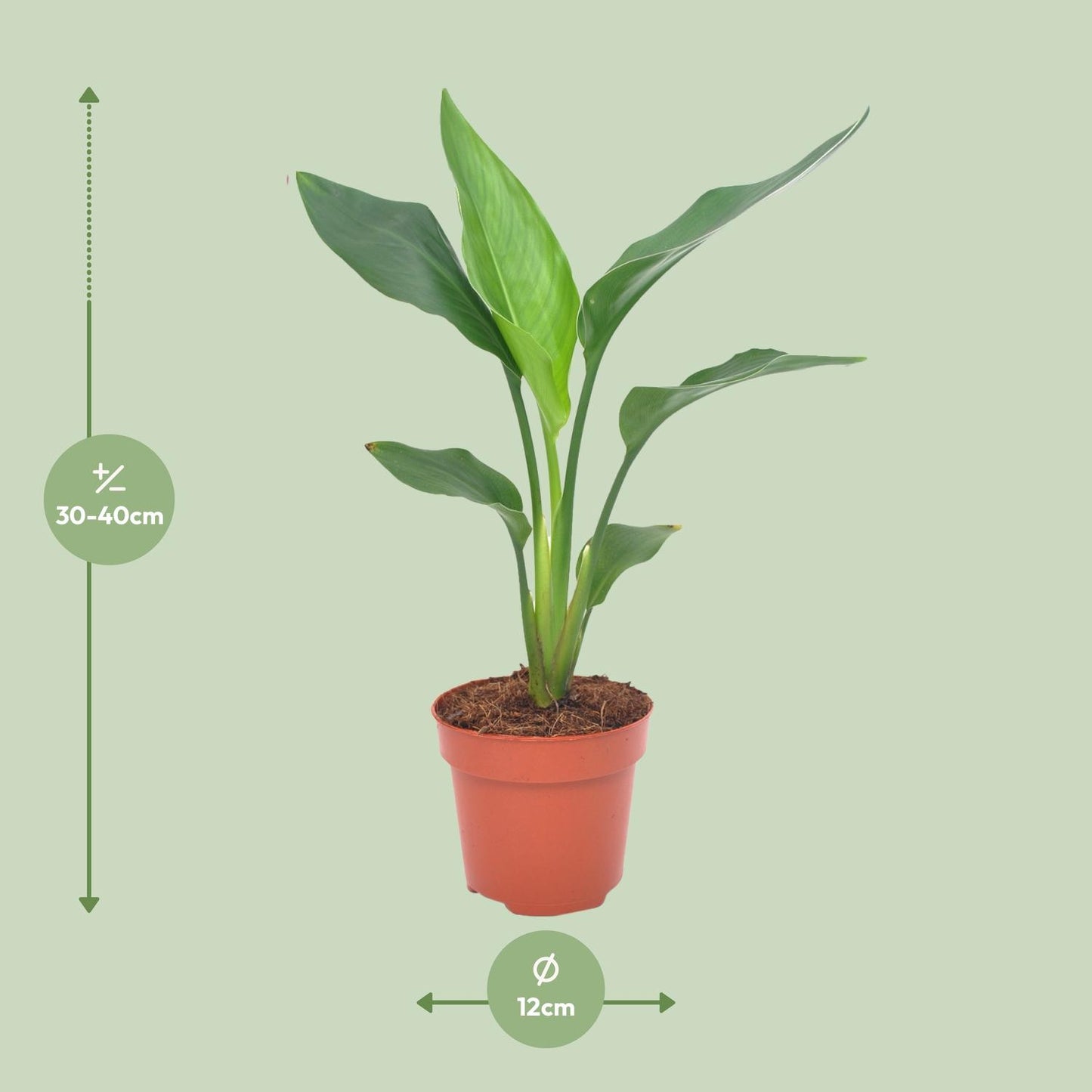 Strelitzia Reginae – Exotische Bird of Paradise Pflanze Ø12cm