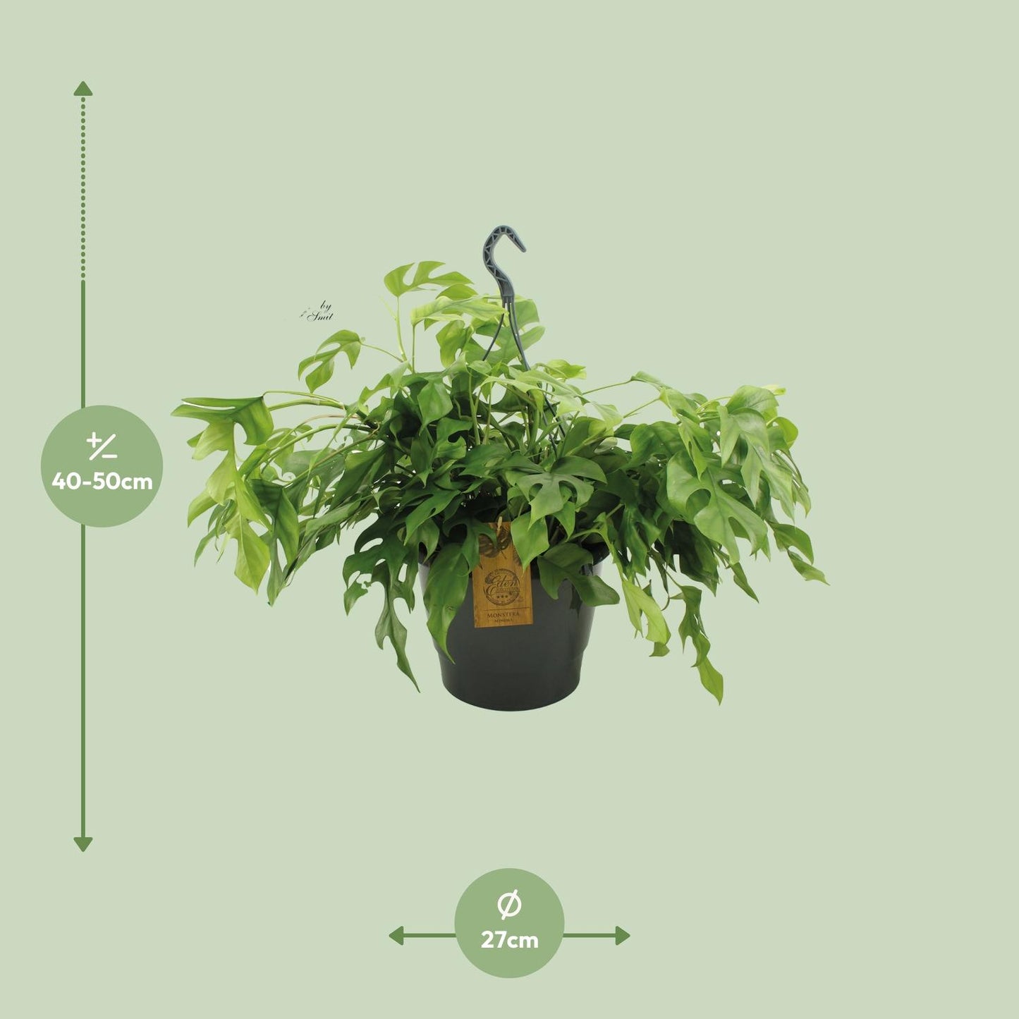 Monstera Minima – Pflegenleichte Schweizer Käse Pflanze 27cm
