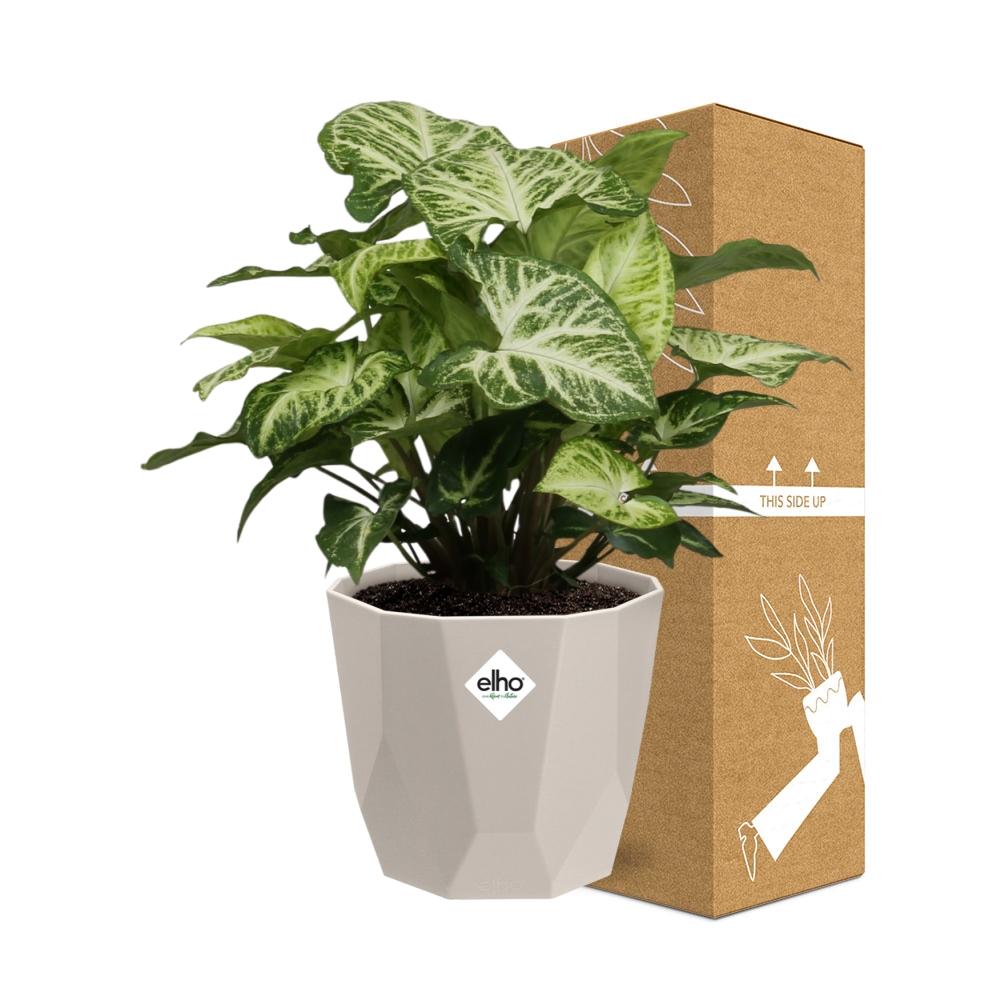 Syngonium Arrow – Pflegeleichte Pfeilblattpflanze im ELHO b.for rock 14 cm Topf