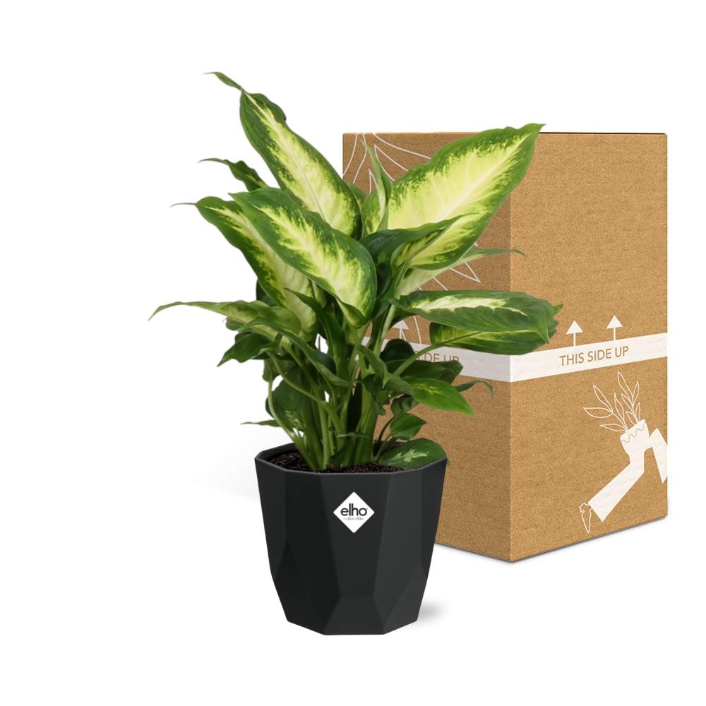 Dieffenbachia ‘Camilla’ – Pflegeleichte Zimmerpflanze im 14cm Topf