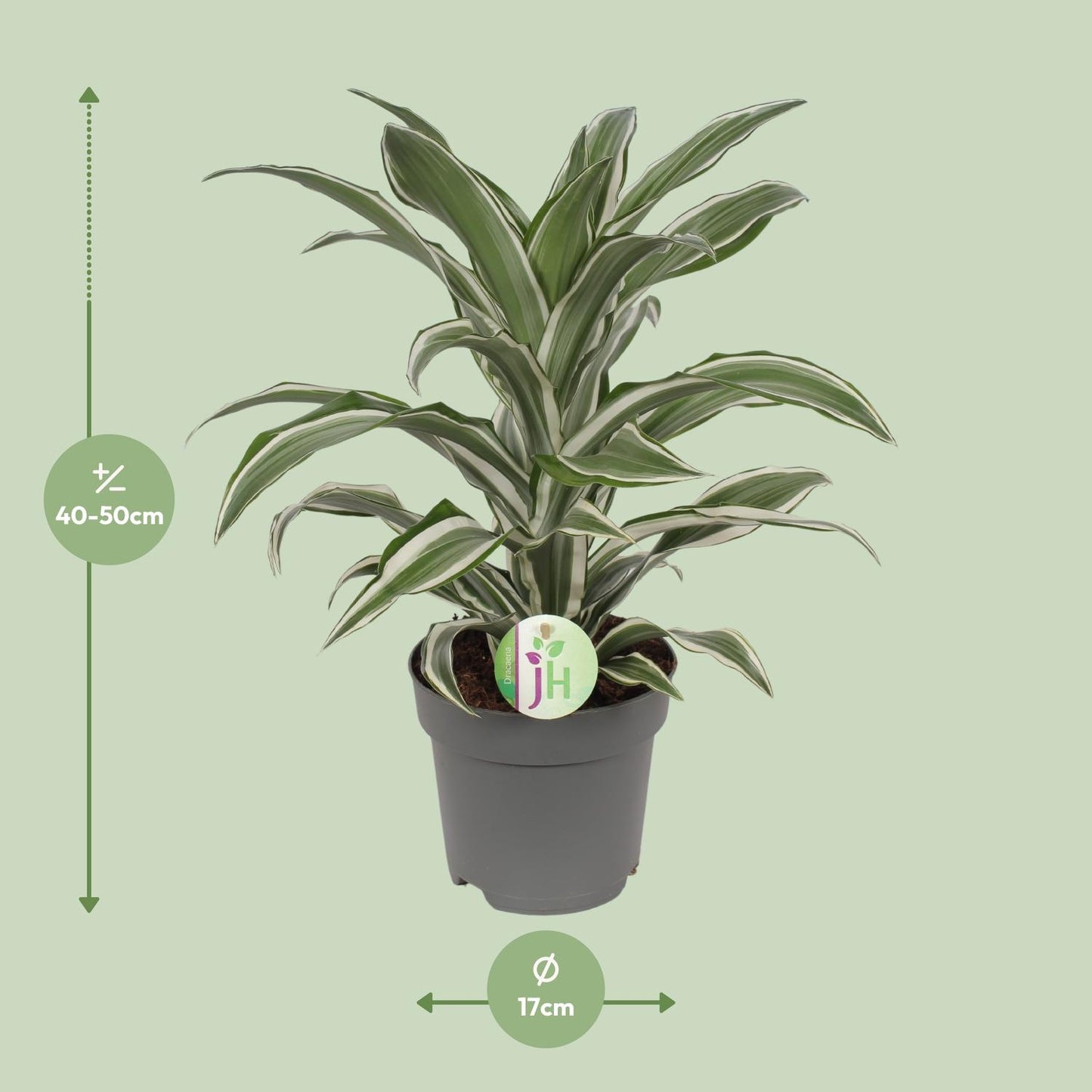 Dracaena Fragrans Weiß – Pflegeleichte Zimmerpflanze Ø17cm