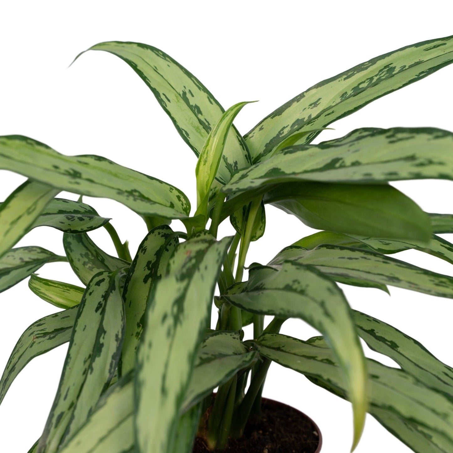 Aglaonema Cutlass – Pflegeleichte Designpflanze Ø30cm