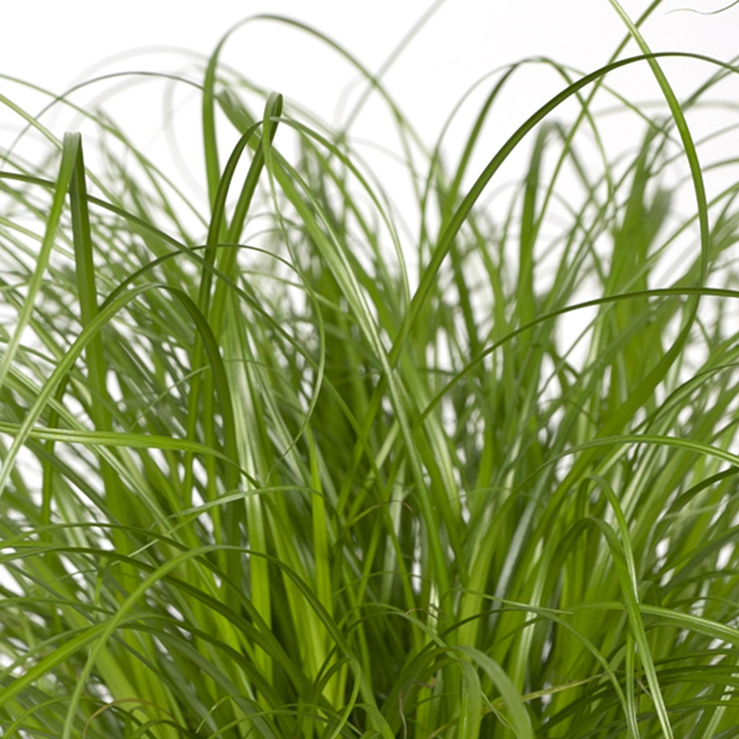 Cyperus Alternifolius – Katzengras Ø12cm, Höhe 20cm