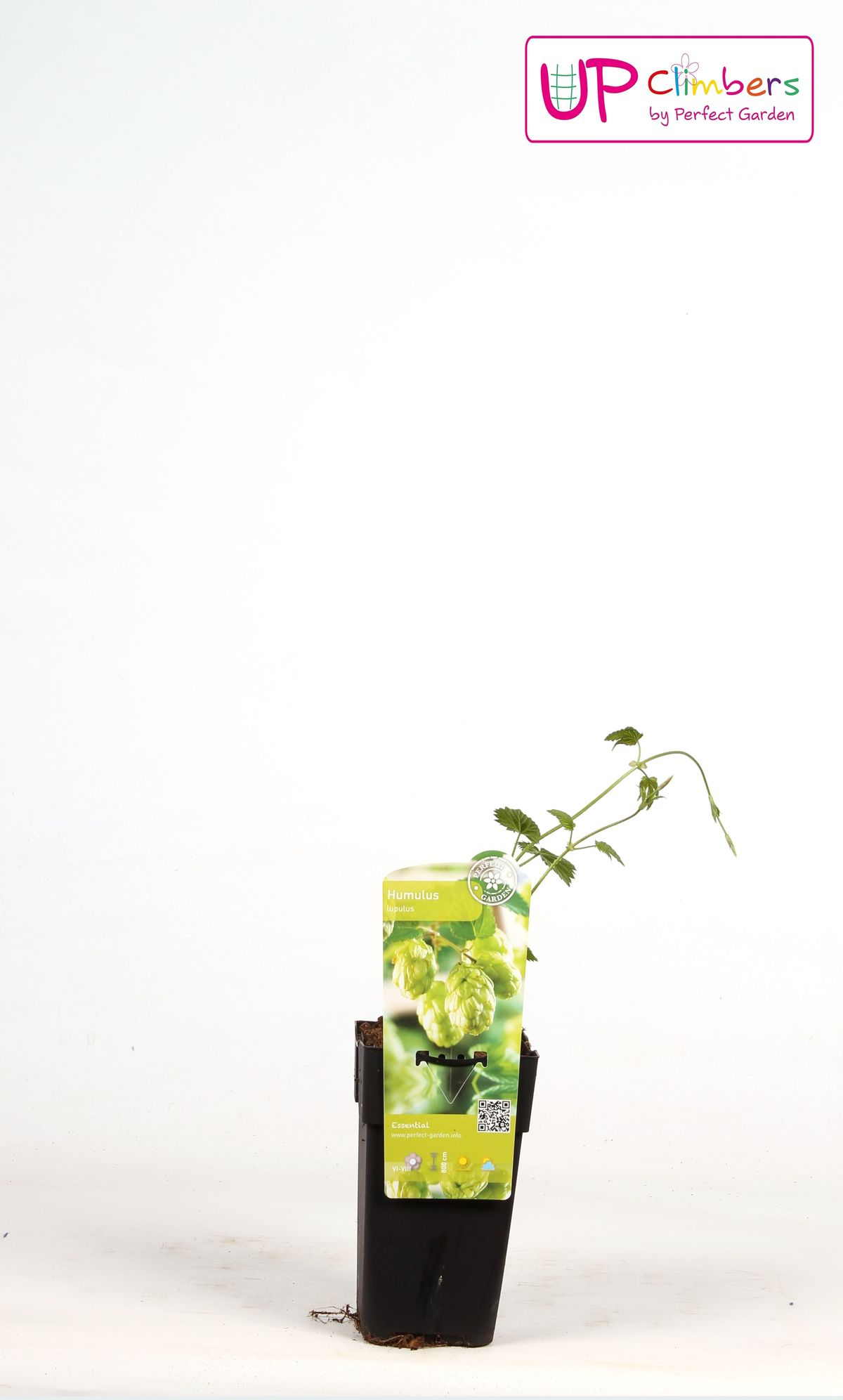 Humulus lupulus 'Nordbrau' – Hopfenpflanze Ø15cm, ca. 65cm hoch