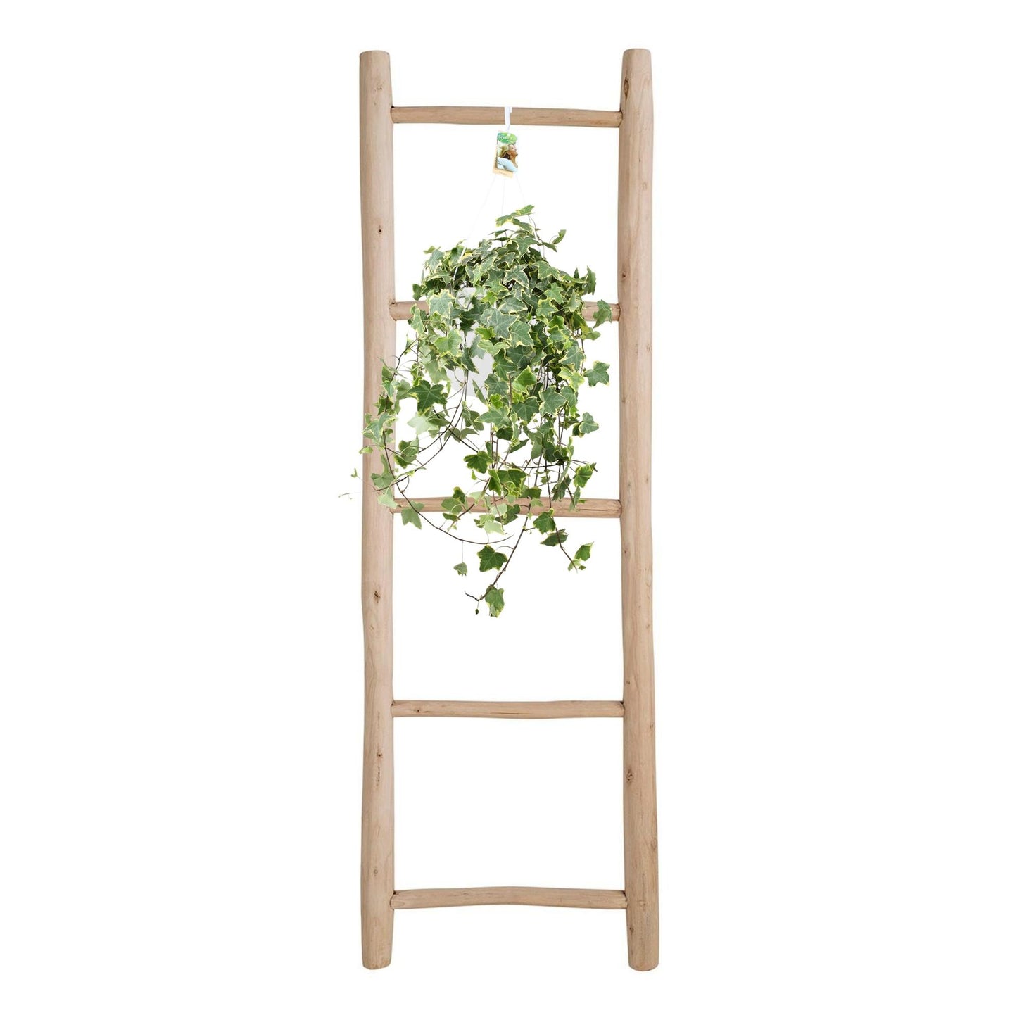 Hedera Helix Gold Child – XXL Hängepflanze Ø24cm