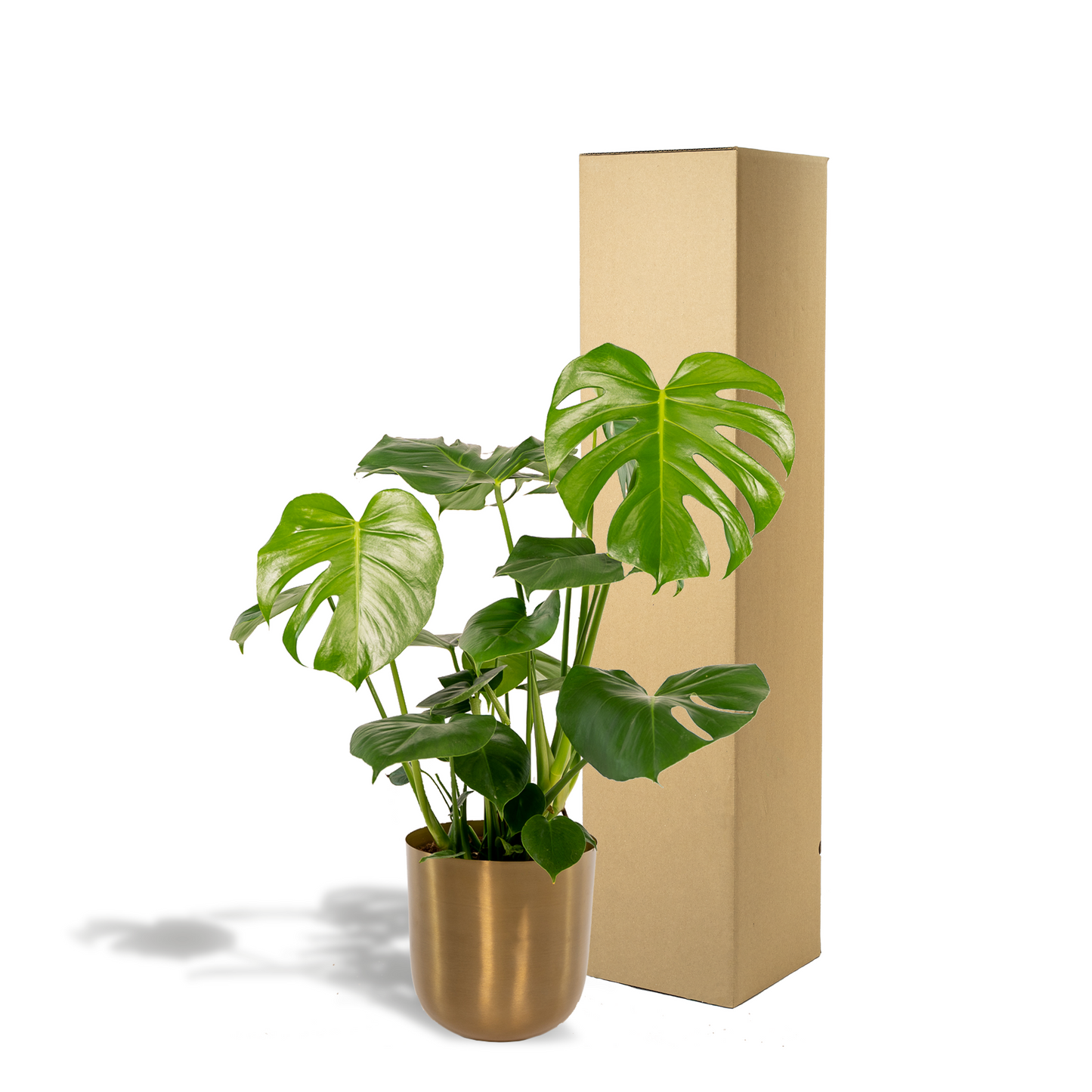 Monstera Deliciosa mit Topf Mayk Gold – Ø 80 cm