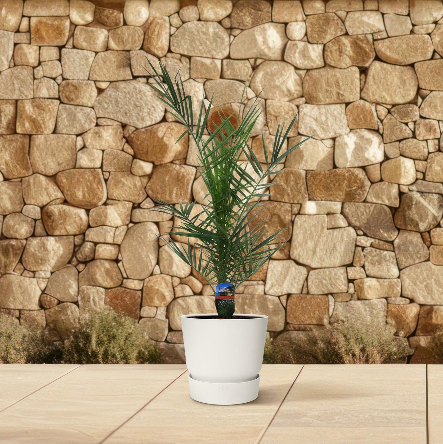 Phoenix Canariensis - Kanarische Dattelpalme 80 cm