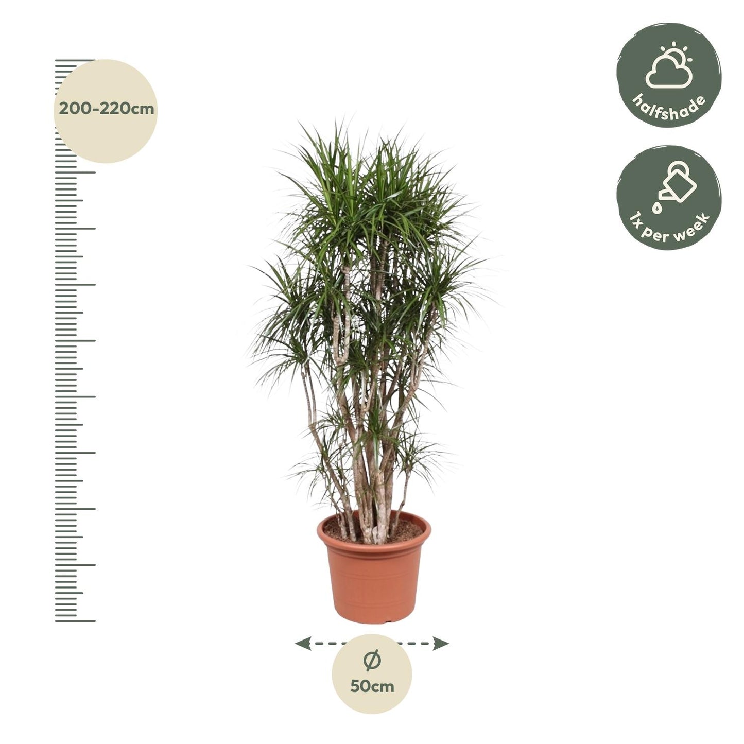 Dracaena Marginata verzweigt – 220 cm, ø40 cm – Exotische XXL Zimmerpflanze