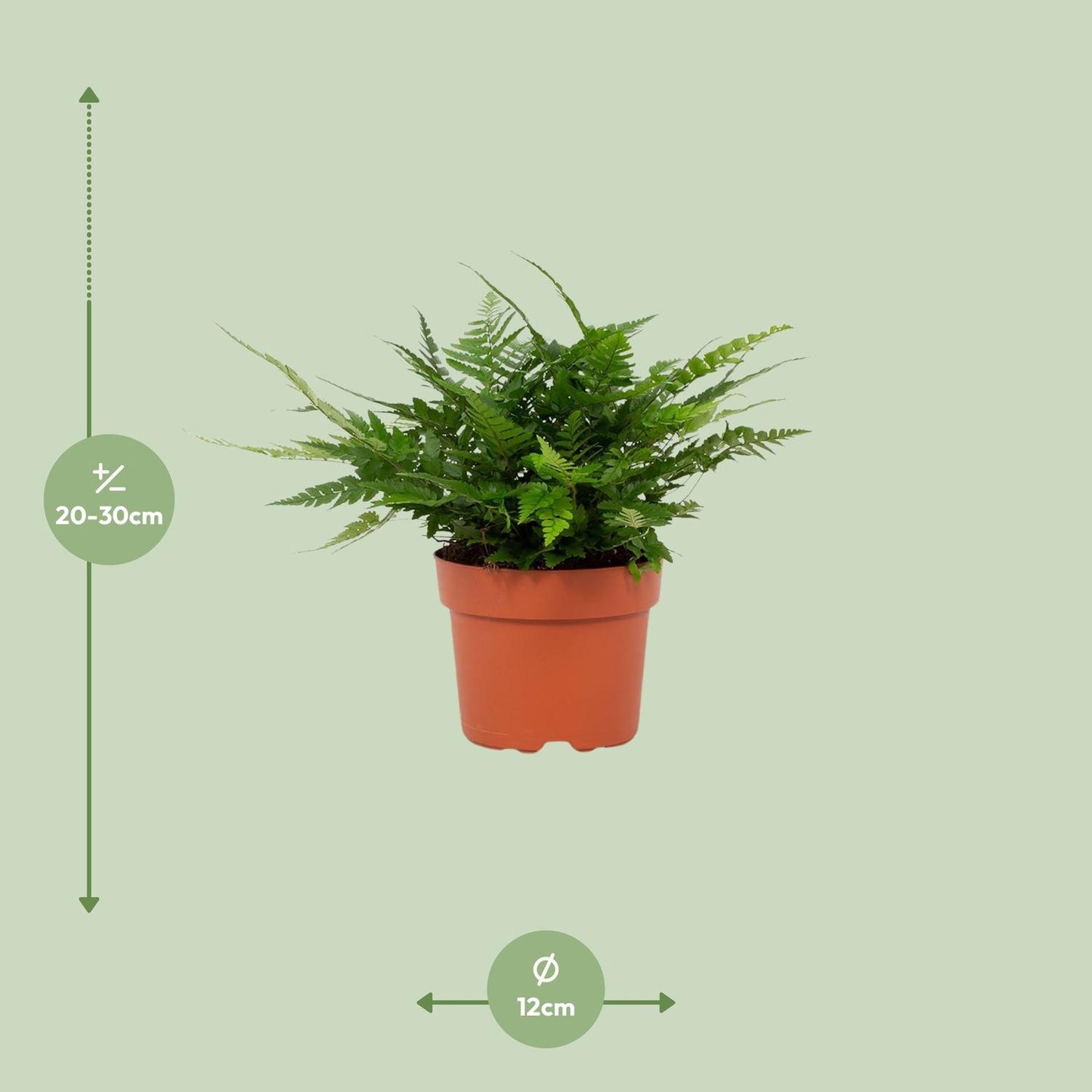 Polystichum Tsussimense Biaristatum – Pflegeleichter Stechfarn Ø12cm