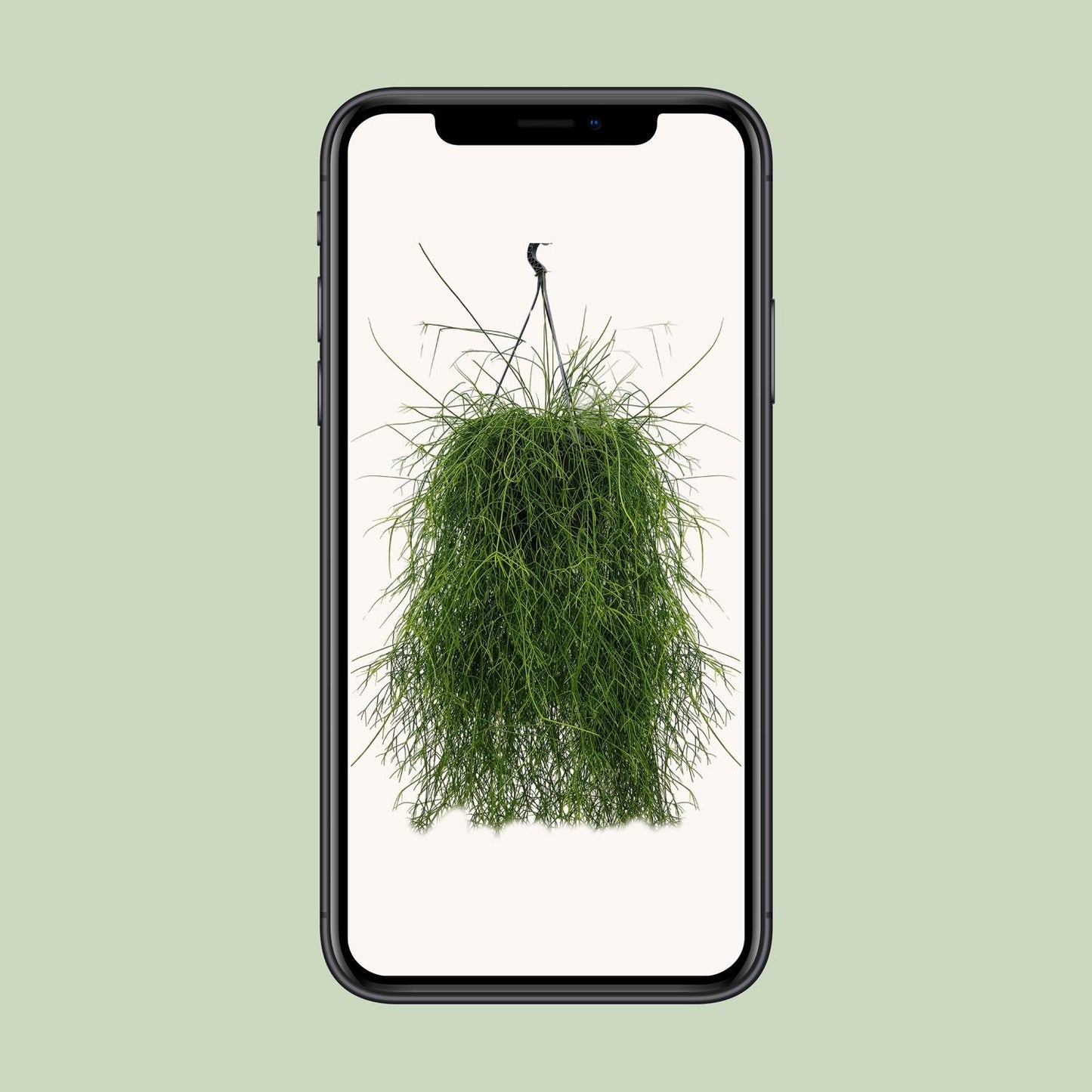 Rhipsalis Cassutha – Pflegeleichter Mistelkaktus Ø25cm