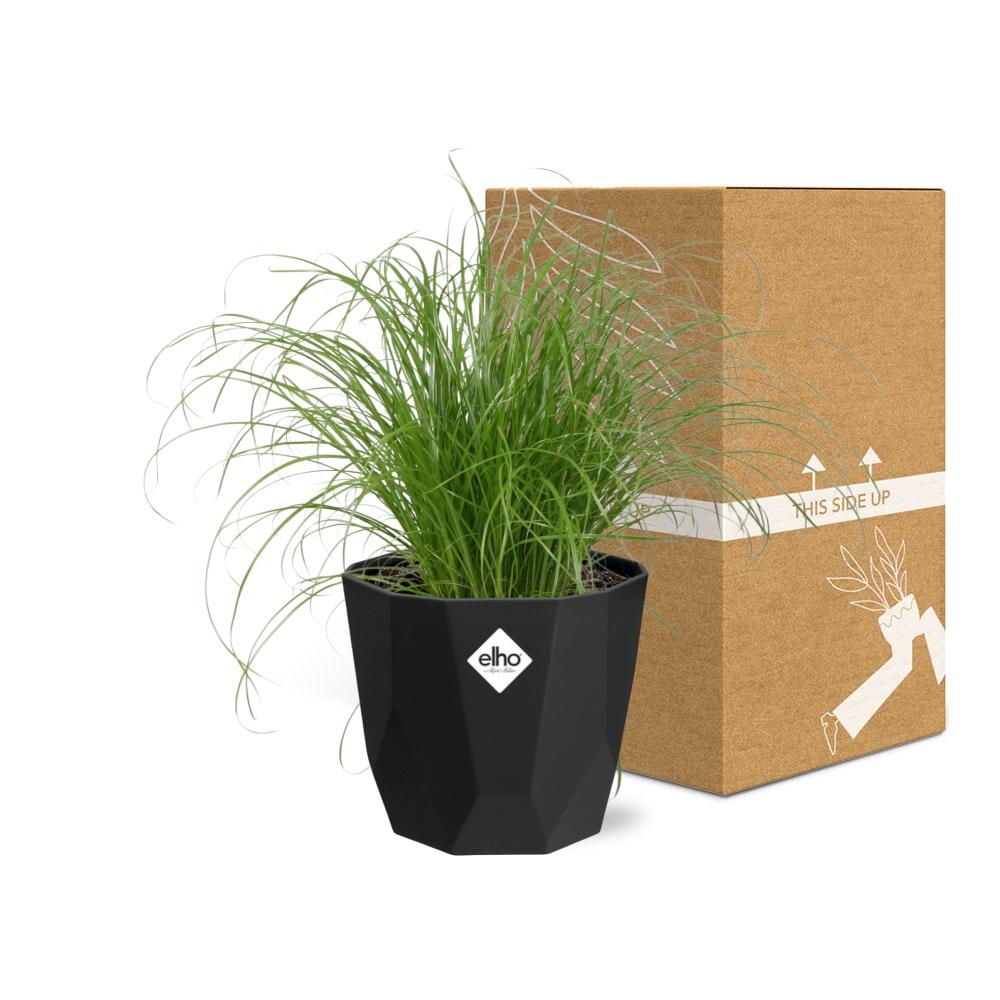 Cyperus Alternifolius Zumula – Pflegeleichtes Schirmgras im schwarzen Topf