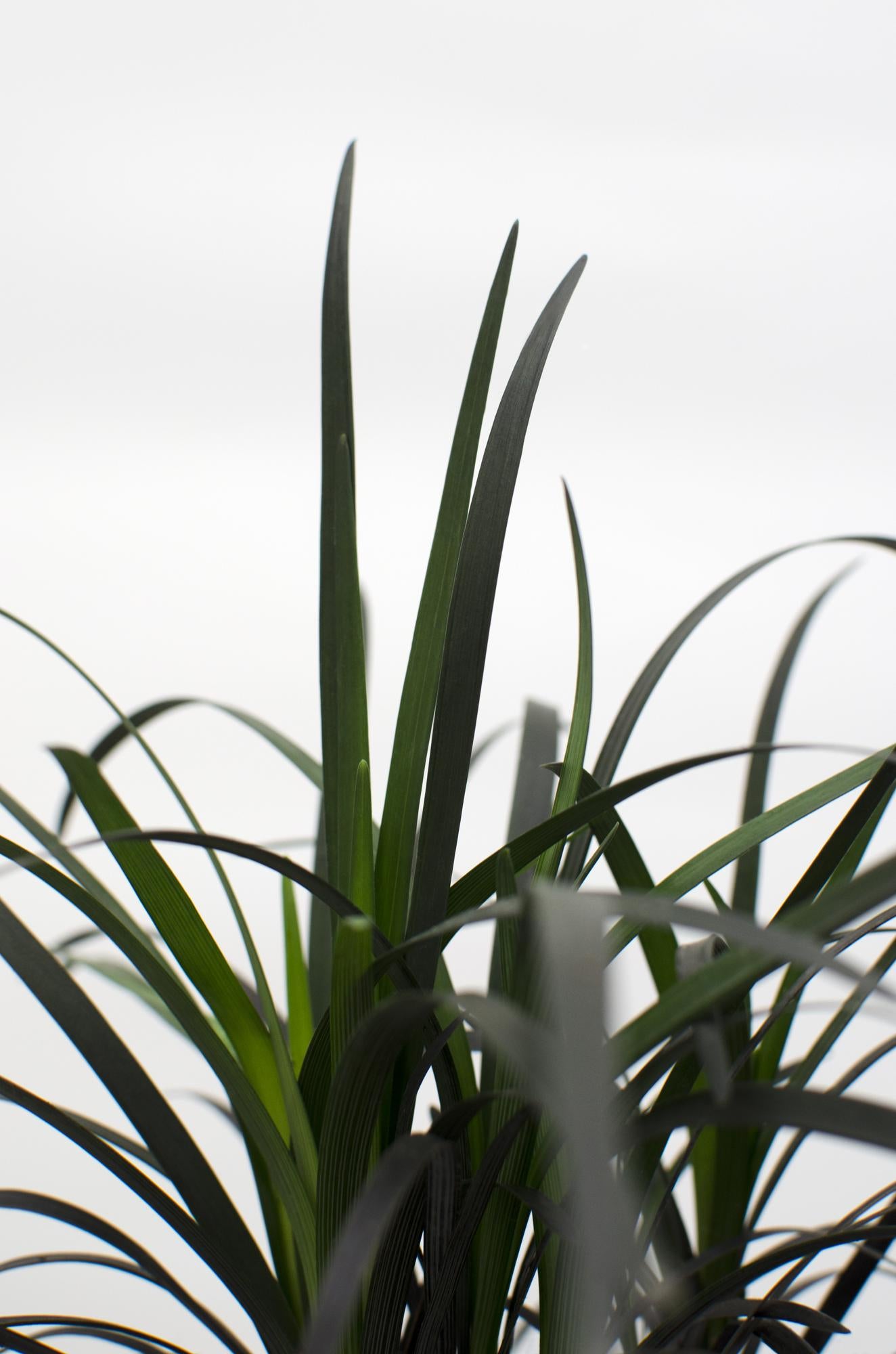 Ophiopogon planiscapus Nigrescens – Pflegeleichtes schwarzes Ziergras