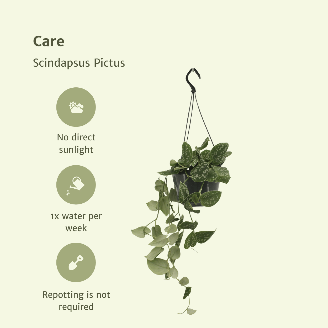 Scindapsus Pictus - 2er Set Ø15cm - Kletterpflanze