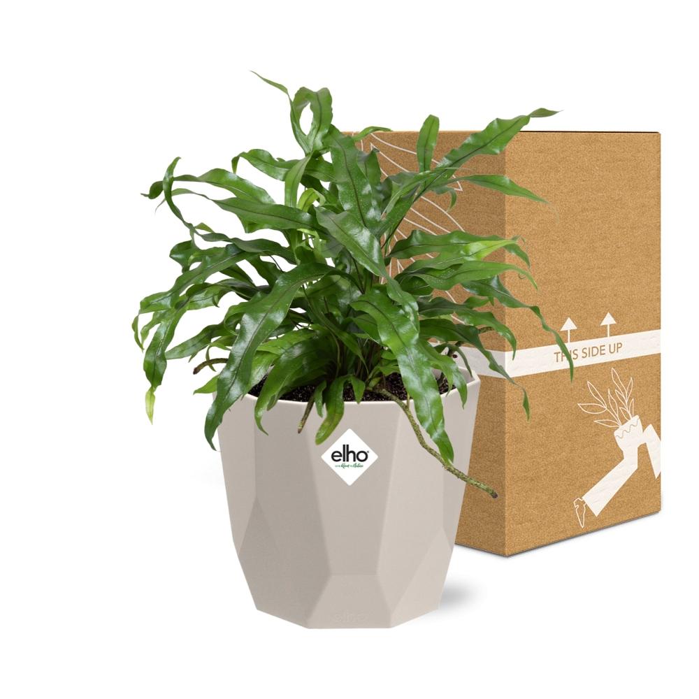 Microsorum Diversifolium – Känguru-Farn in ELHO b.for rock 14 cm warm grey