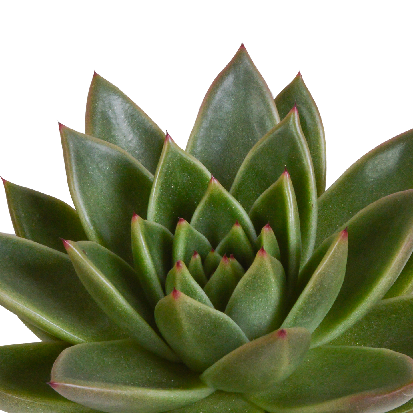 Echeveria-Mischung 3er Set im handbemalten Mexiko-Topf