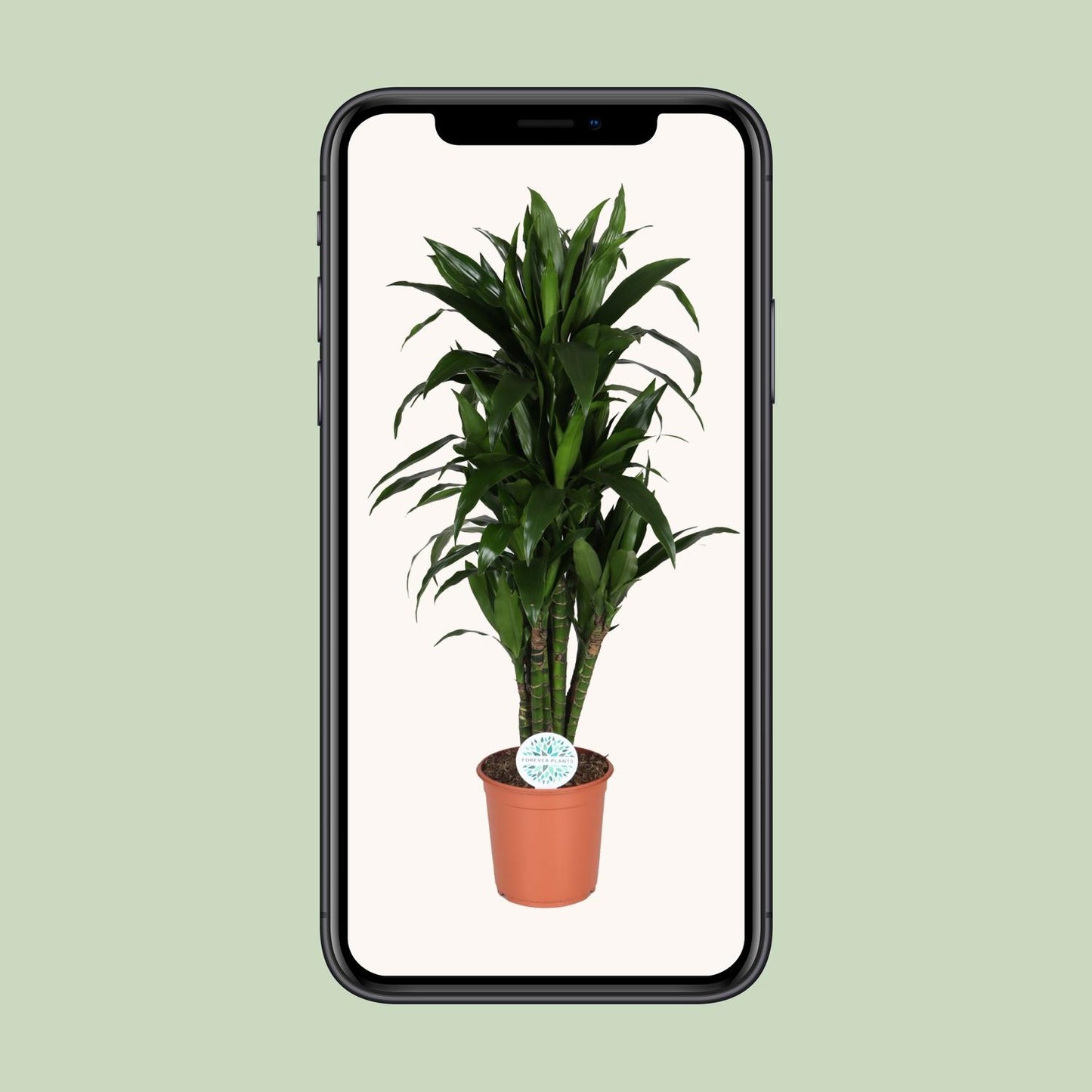 Dracaena Deremensis Janet Lind – Pflegeleichter Drachenbaum Ø27cm