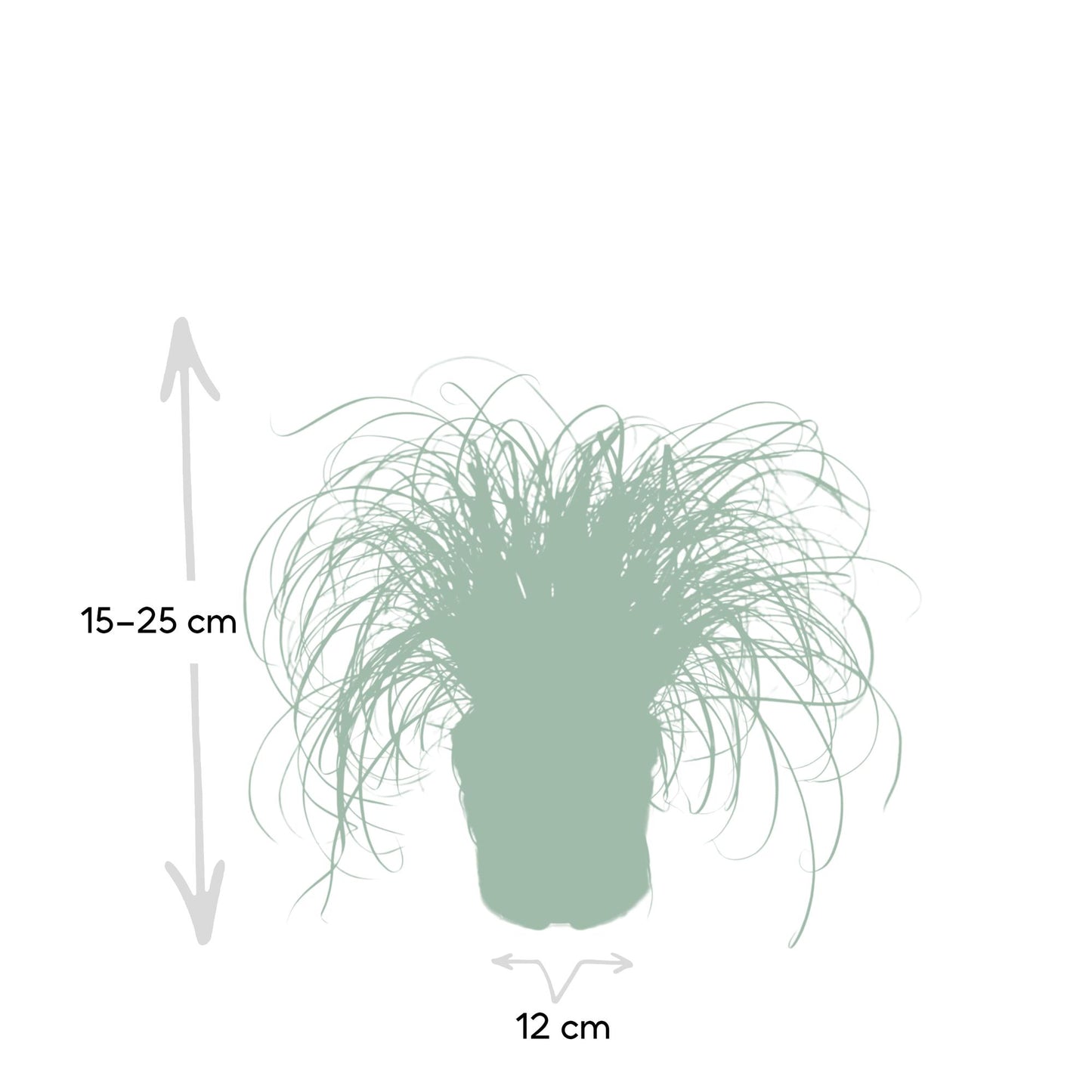 Cyperus Alternifolius – Katzengras Ø12cm, Höhe 20cm