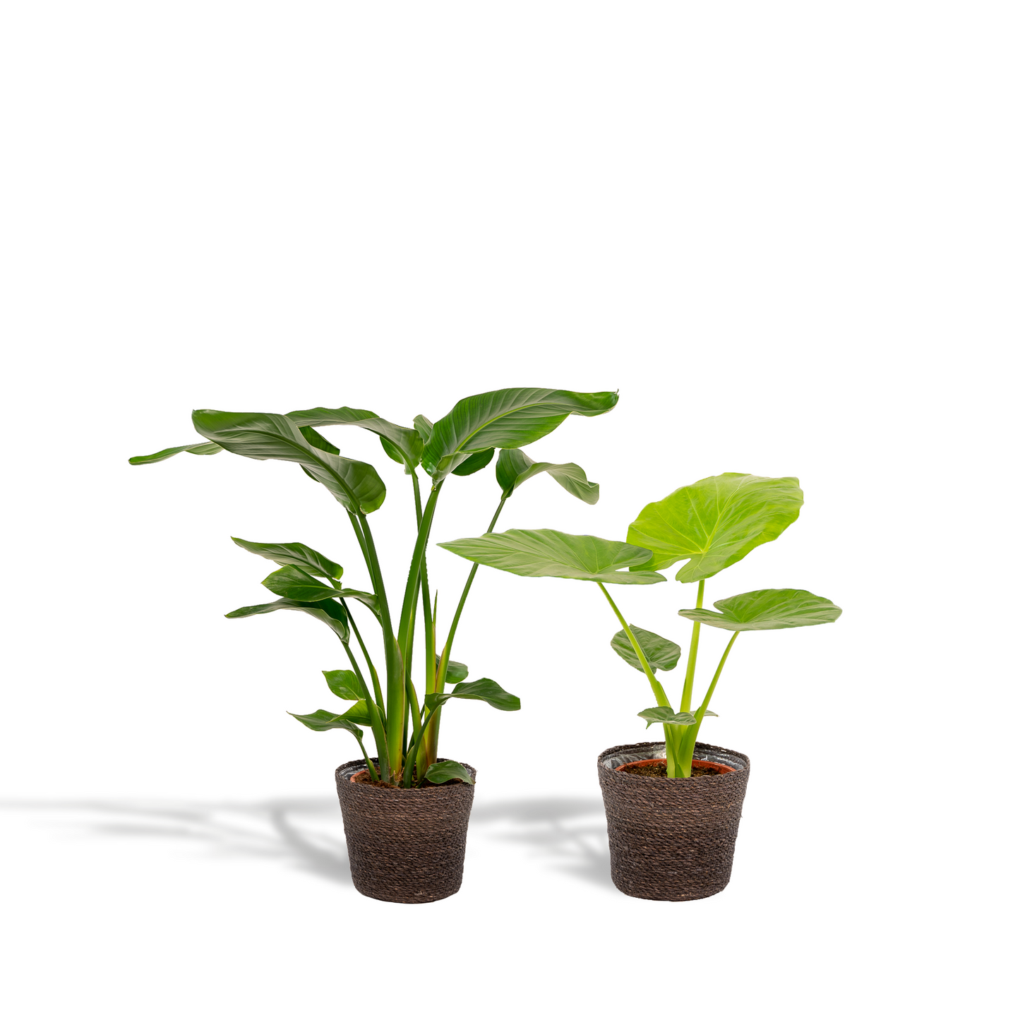 Strelitzia Nicolai & Alocasia Macrorrhiza im Korb Ø19cm