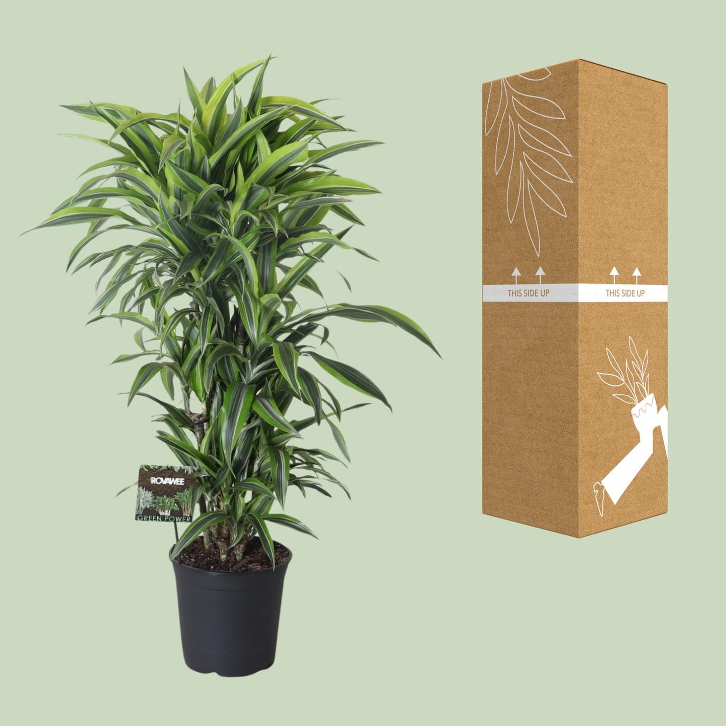 Dracaena Fragrans Lemon Lime Vertakt – pflegeleichter Drachenbaum Ø27cm