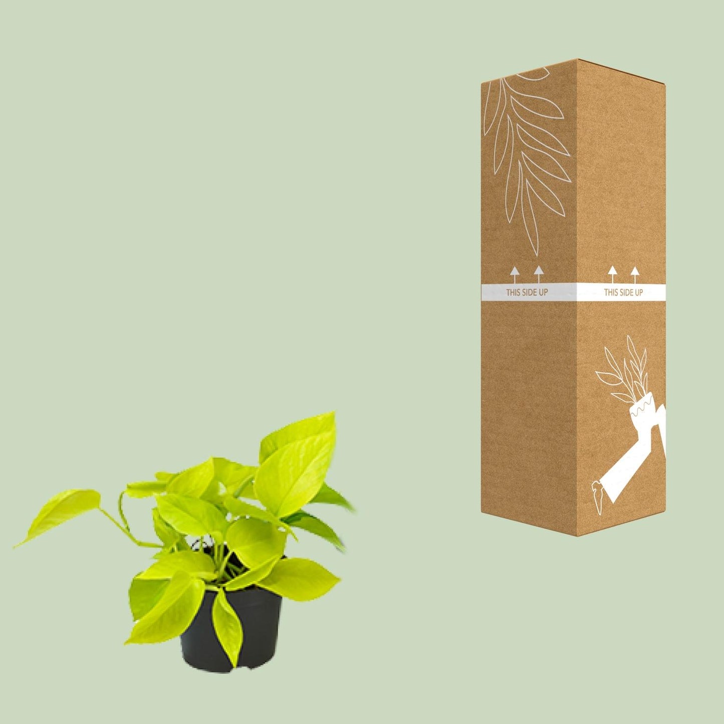 Epipremnum Golden Pothos – pflegeleichte Zimmerpflanze Ø12 cm