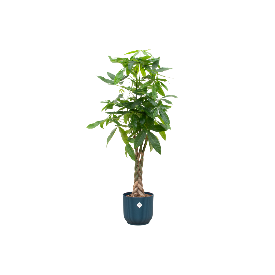 Pachira Aquatica mit elho Vibes Fold Round blau – 160 cm