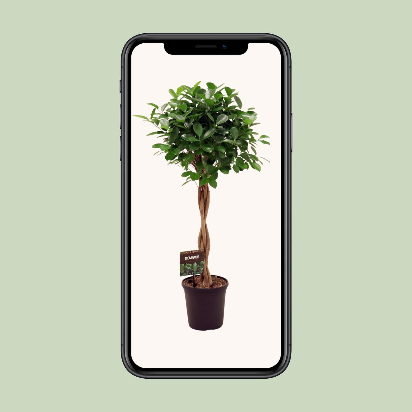 Ficus Microcarpa Moclame Ø23cm, 110cm hoch