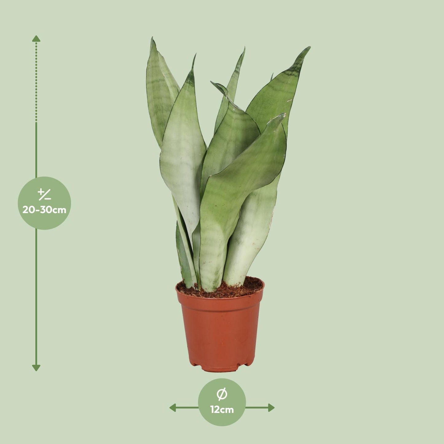 Sansevieria Trifasciata Moonshine – Pflegeleichte Schwiegermutterzunge Ø12cm