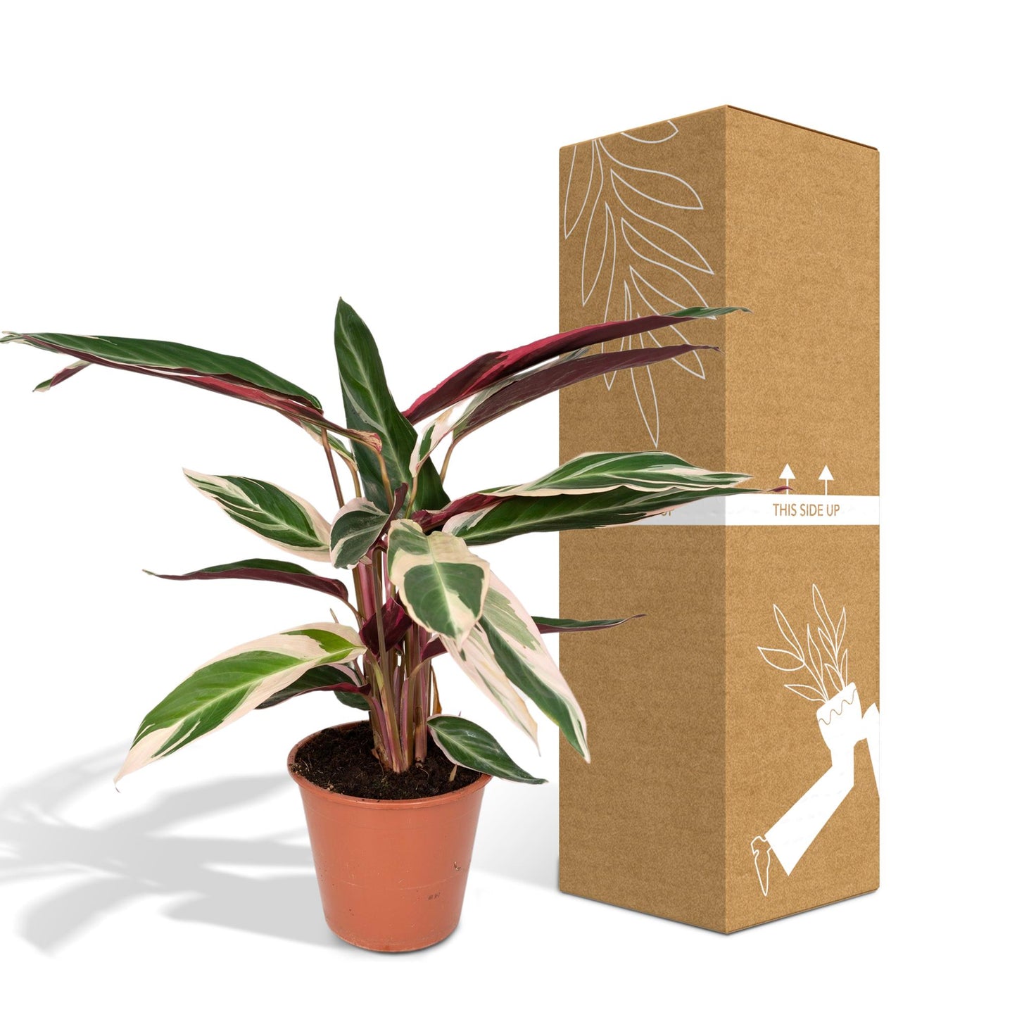 Calathea Triostar – Pfauenpflanze Ø19cm, ca. 70cm hoch