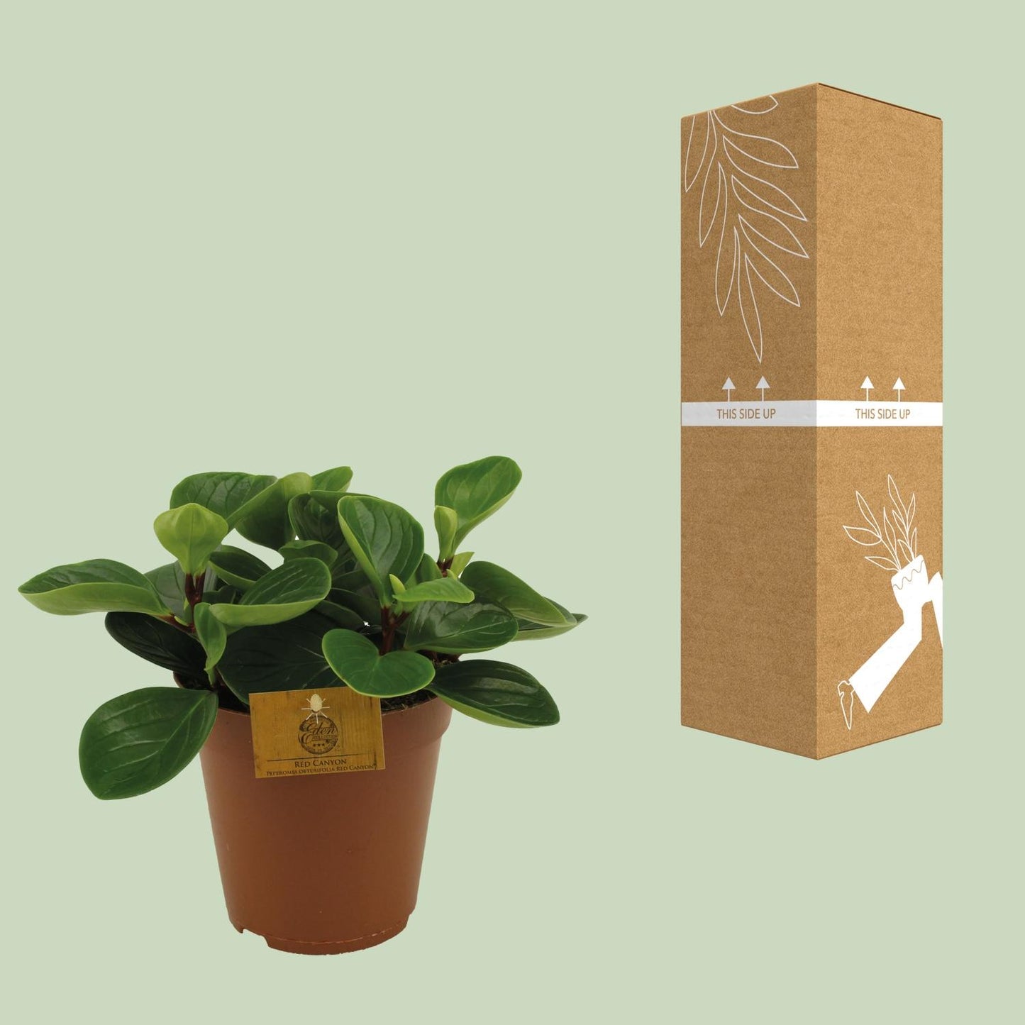 Peperomia Red Canyon – pflegeleichte Zimmerpflanze Ø15cm