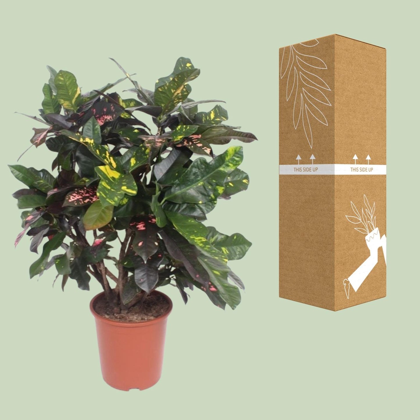 Codiaeum Magnificent (Croton) – Ø27cm, ca. 110cm hoch