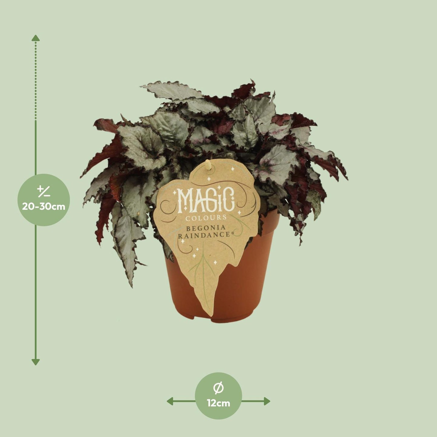 Begonia Rex Raindance – Pflegeleichte Farbpracht Ø12 cm