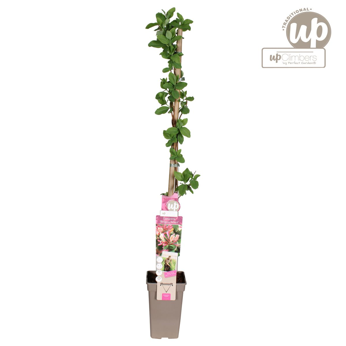 Lonicera periclymenum 'Belgica' – Duftende Kletterpflanze Ø15cm