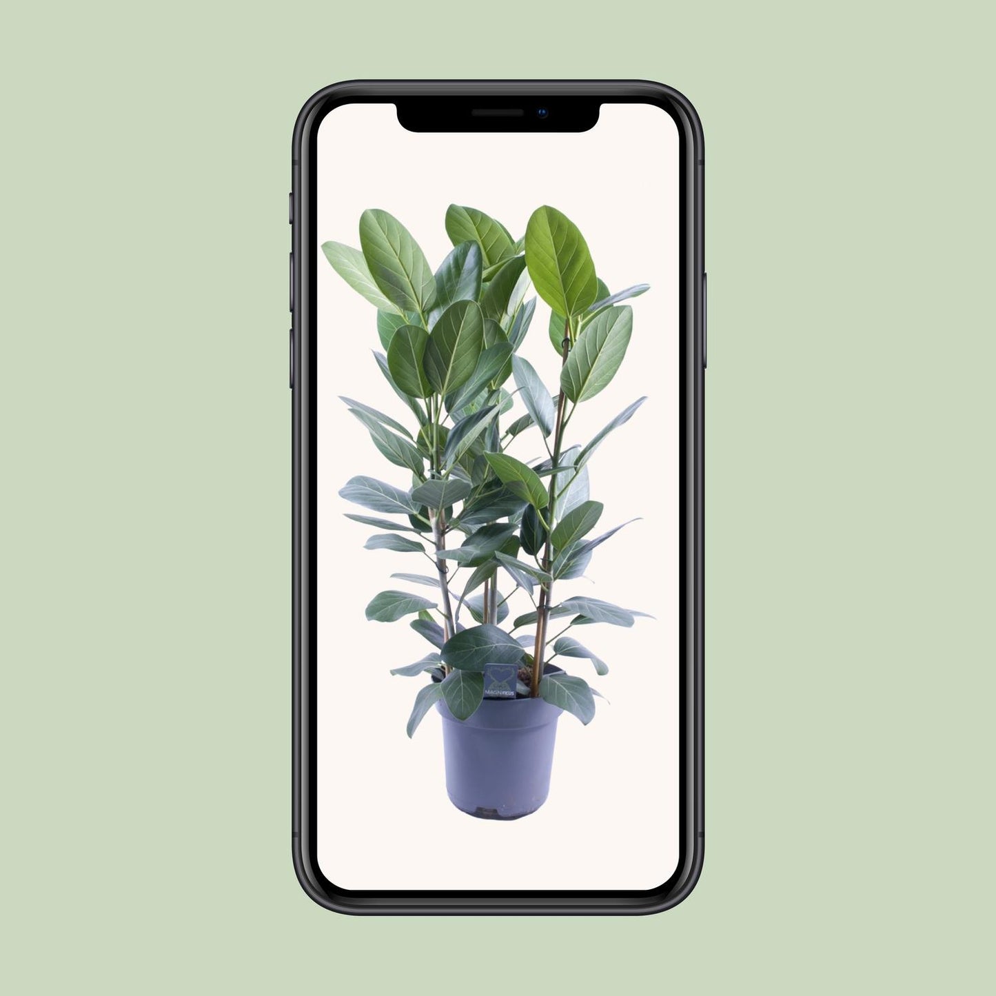 Ficus Audrey Toef 3 stekken – Ø27cm, ca. 105cm hoch
