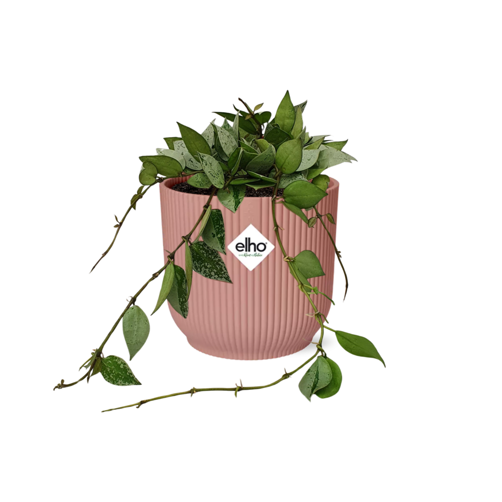 Hoya Krohniana Eskimo – Pflegeleichte Wachsblume im ELHO Vibes Fold Topf 14cm rosa