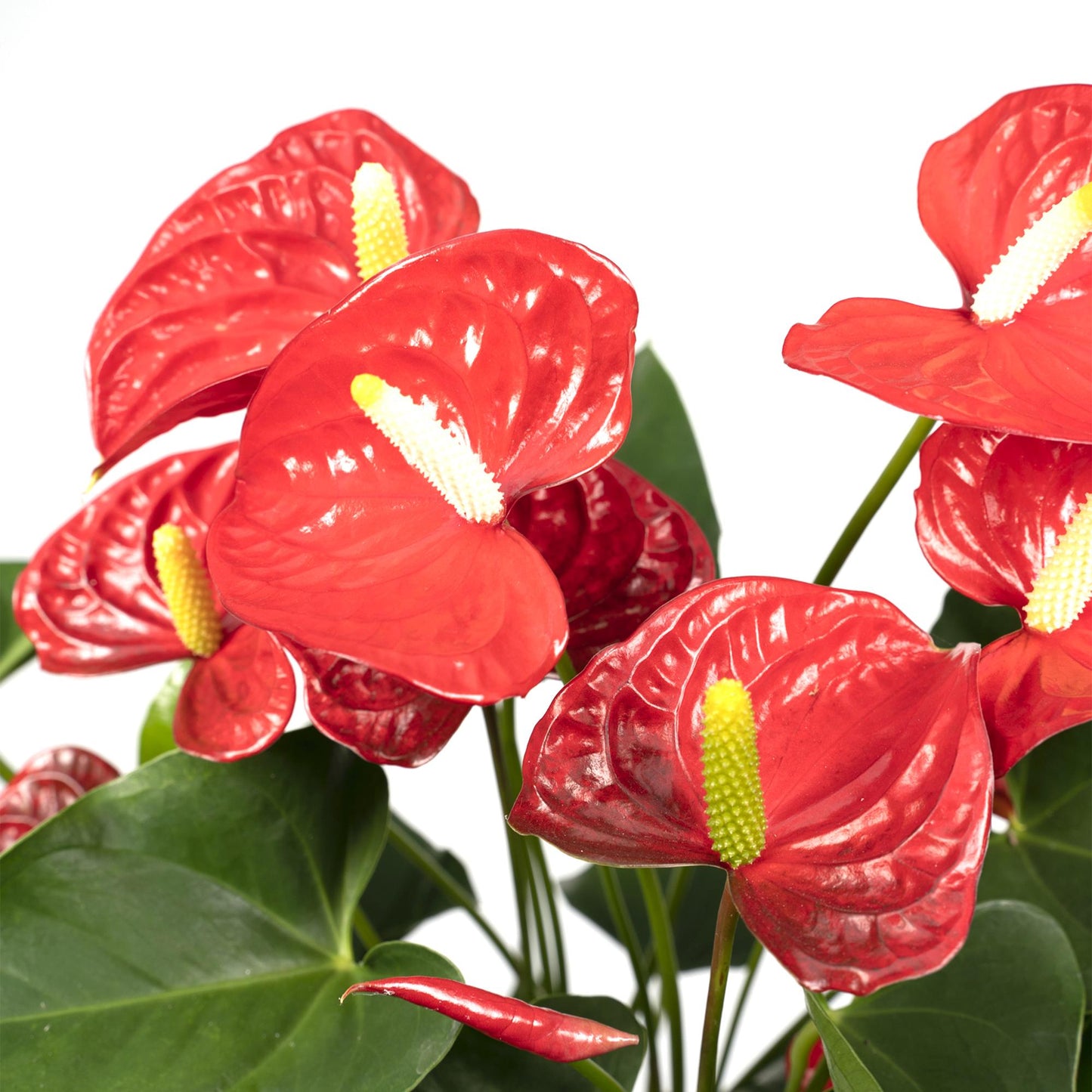 Anthurium Red – Pflegeleichte Zimmerpflanze Ø17cm