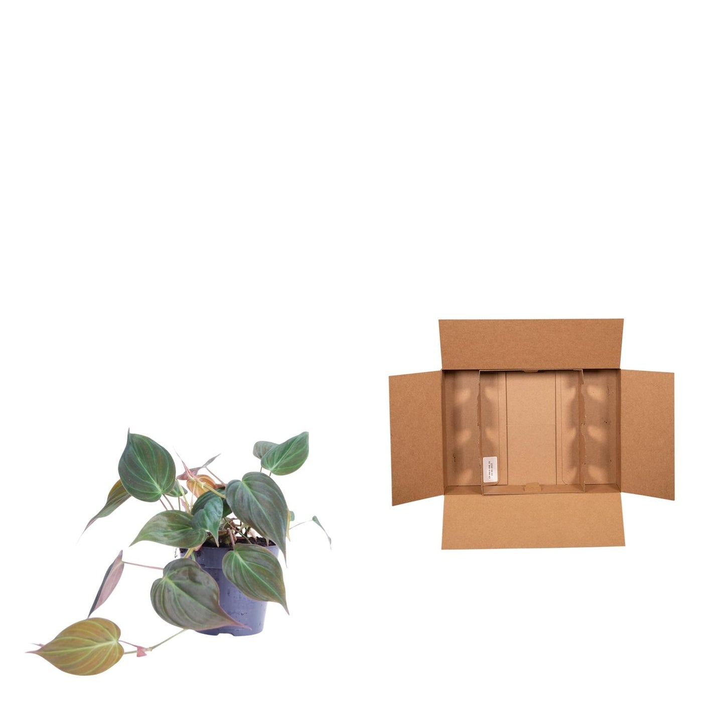 Philodendron scandens 'Micans' – Elegante Hängepflanze 25 cm