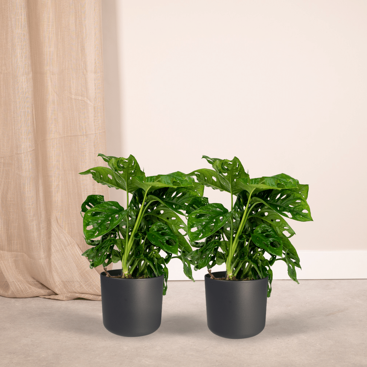 2x Monstera Monkey Leaf – Pflegeleichte Lochpflanzen 30cm