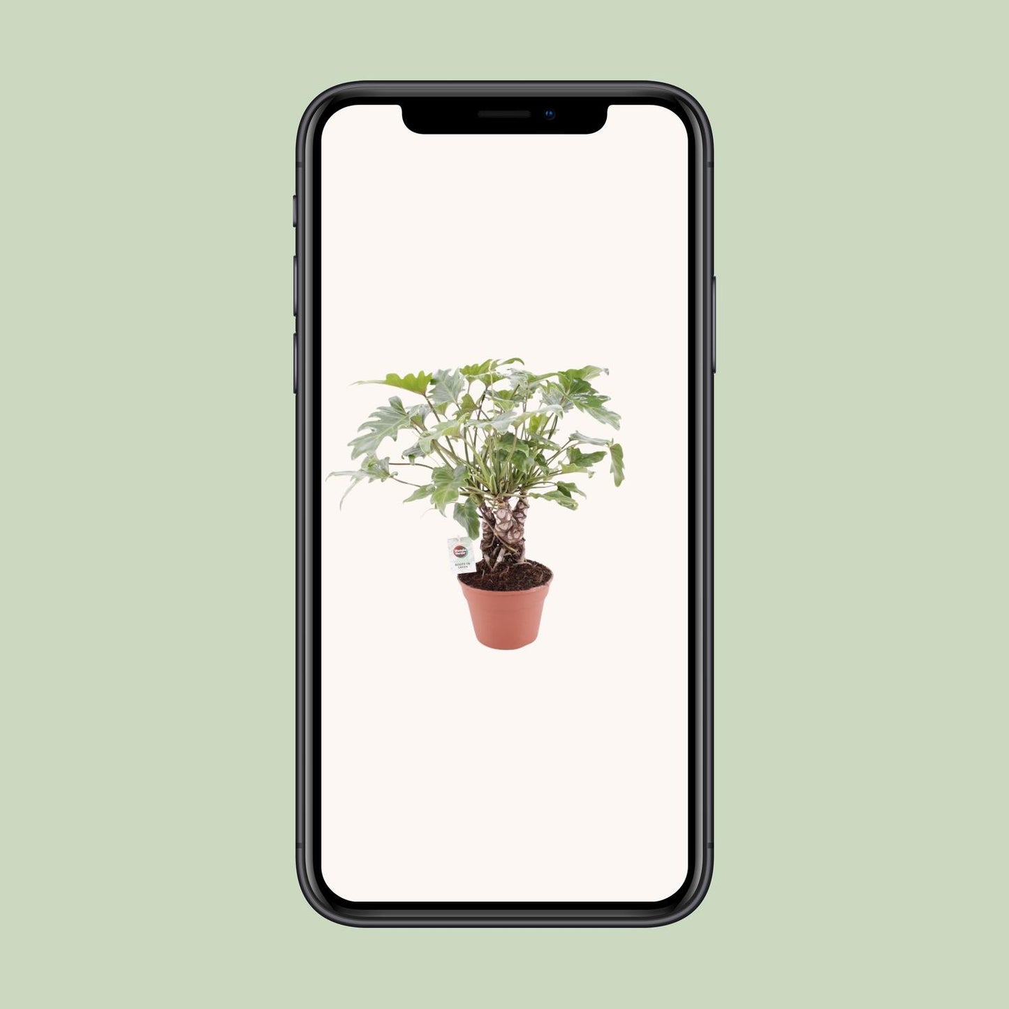 Philodendron Xanadu am Stamm – Ø17 cm Topf, ca. 40 cm hoch