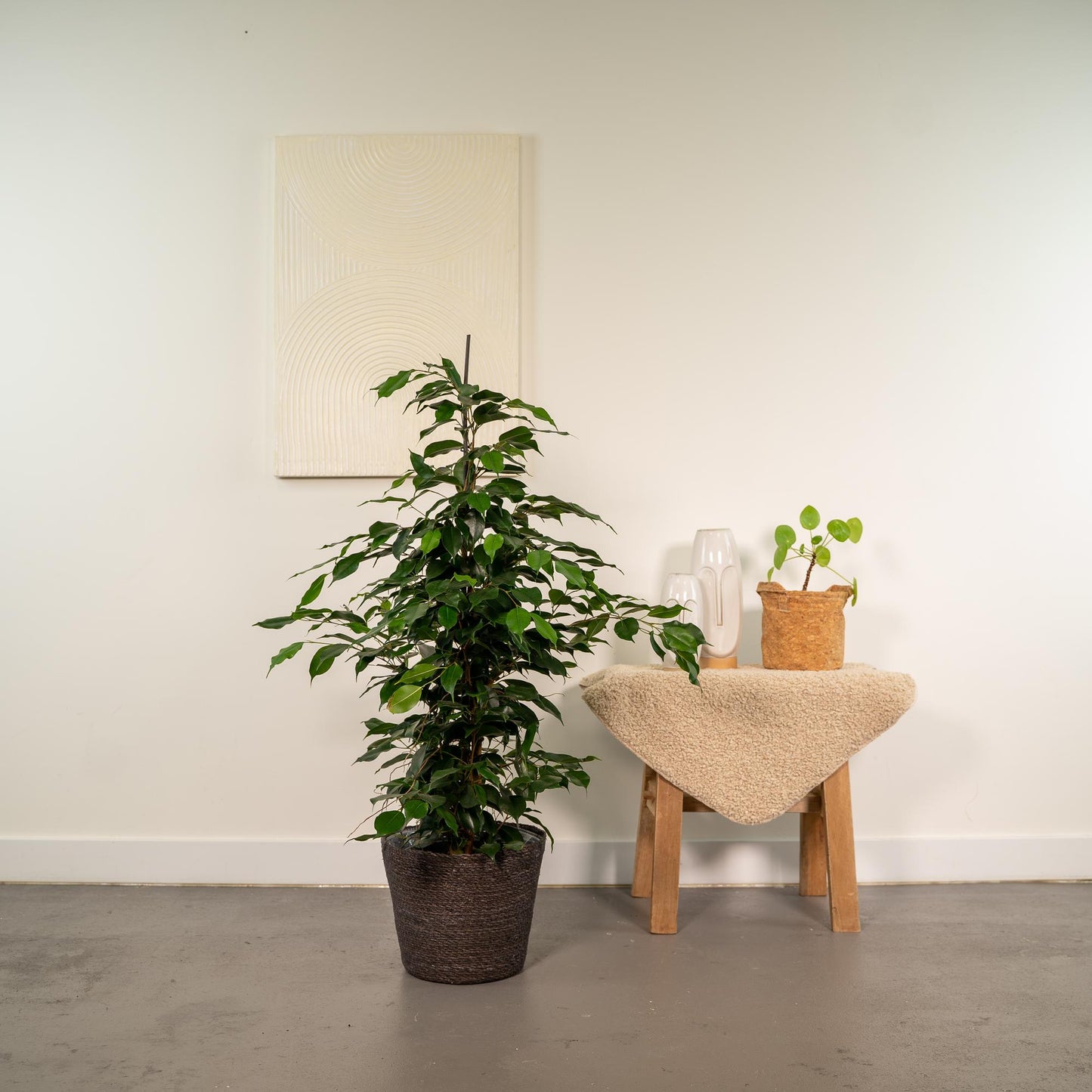 Ficus benjamina Danielle Ø21cm – Luftreinigende Zimmerpflanze mit Korb