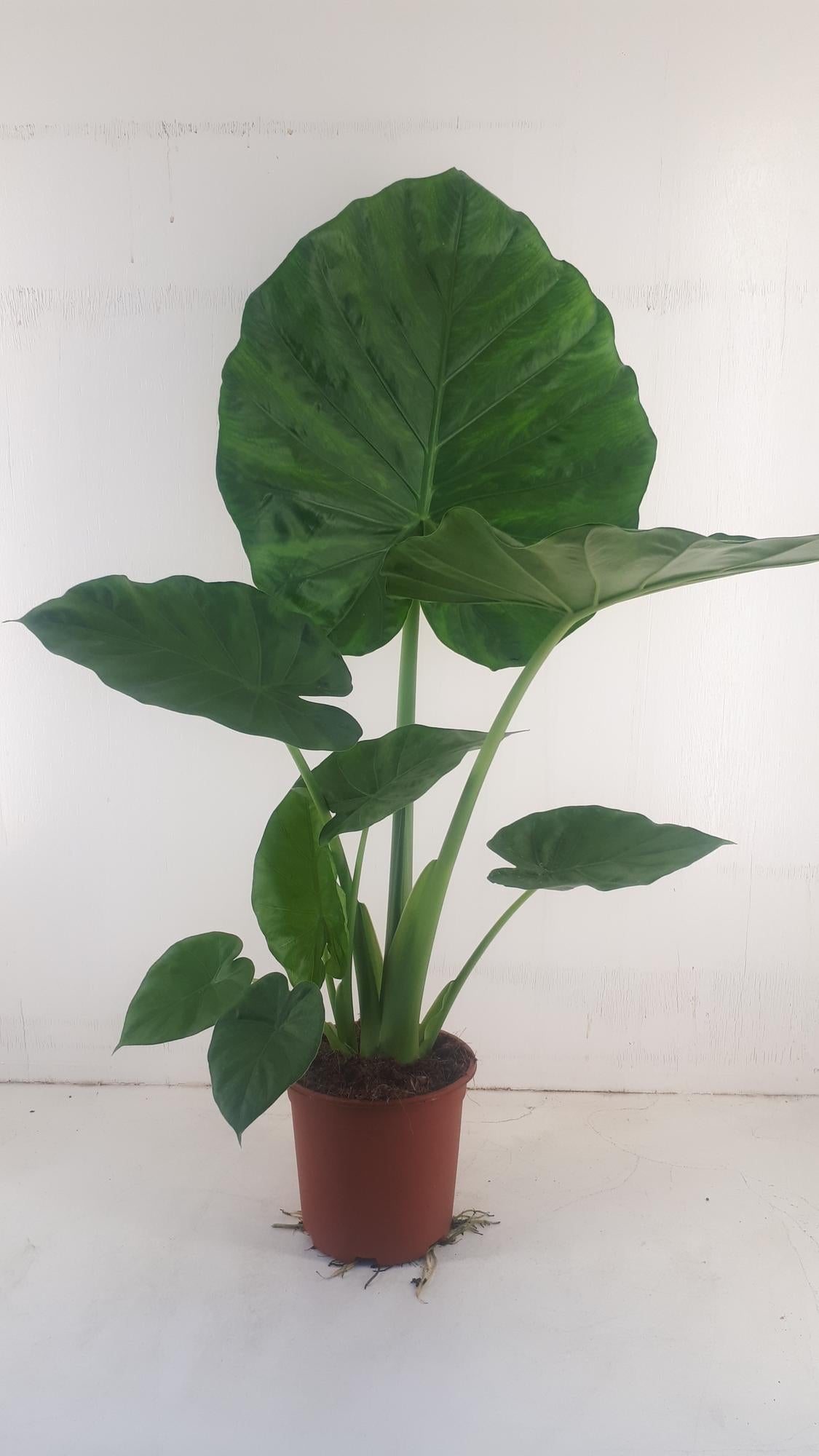Alocasia Macrorrhiza – Exotische, pflegeleichte Zimmerpflanze Ø19cm