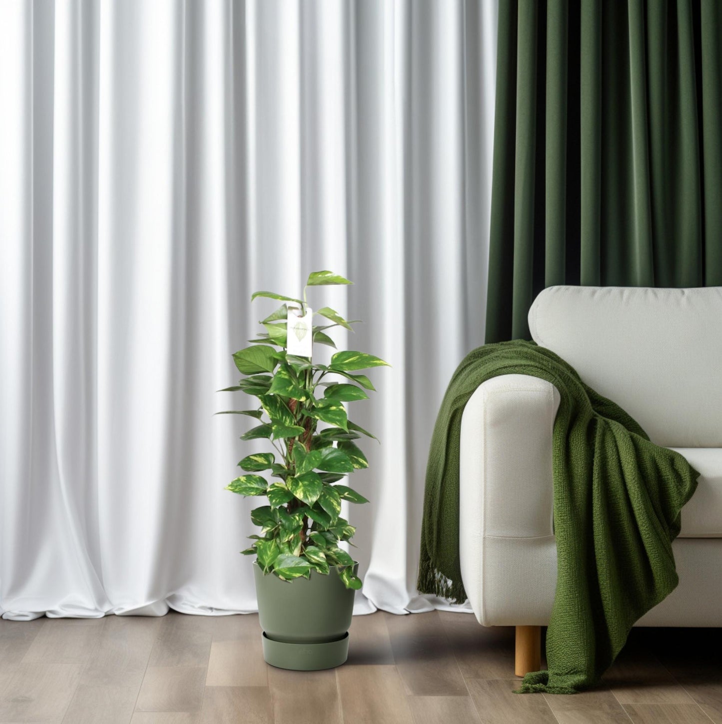 Epipremnum Pinnatum Mosstok 80cm – Goldene Efeutute