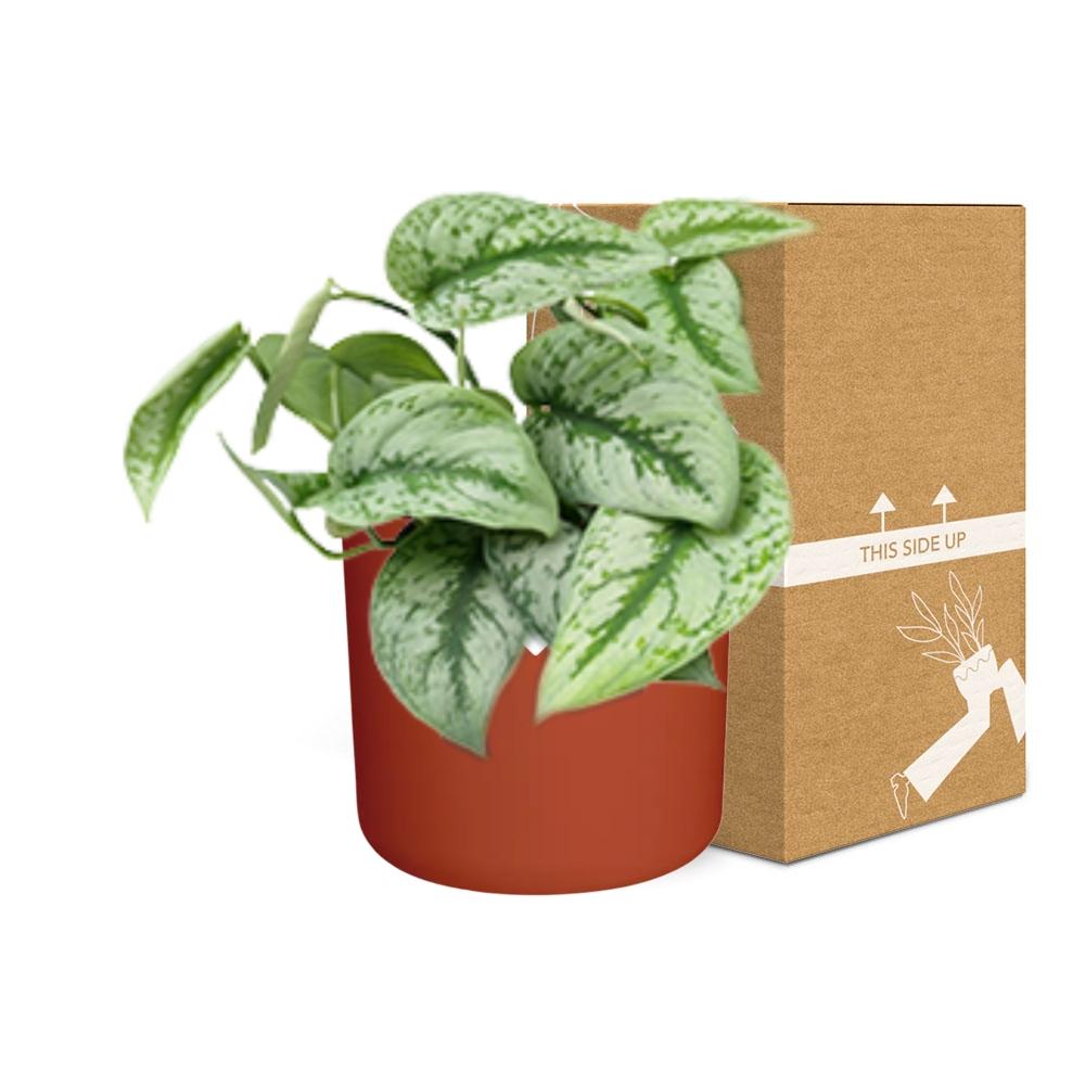 Scindapsus Pictus ‘Trebie’ – pflegeleichter Teufels-Efeu 14cm