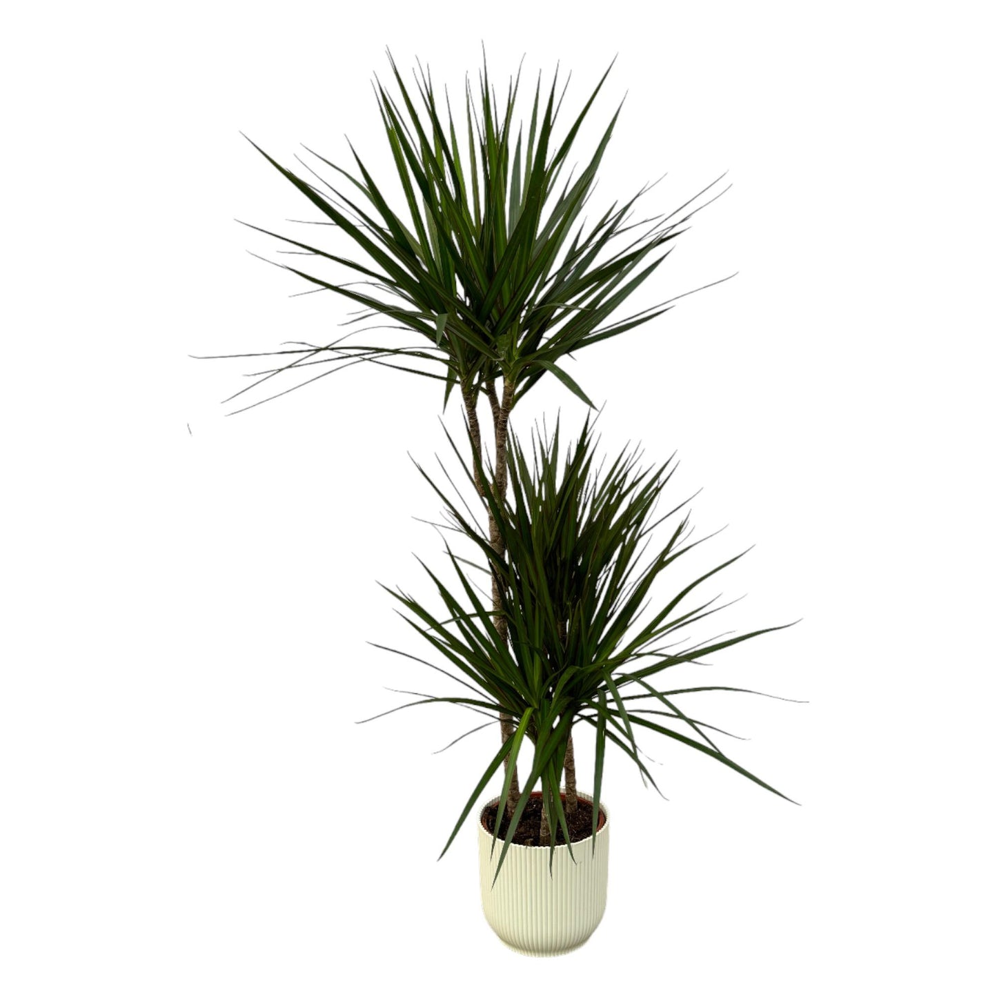Dracaena Marginata – Elegante, pflegeleichte Zimmerpflanze Ø21cm