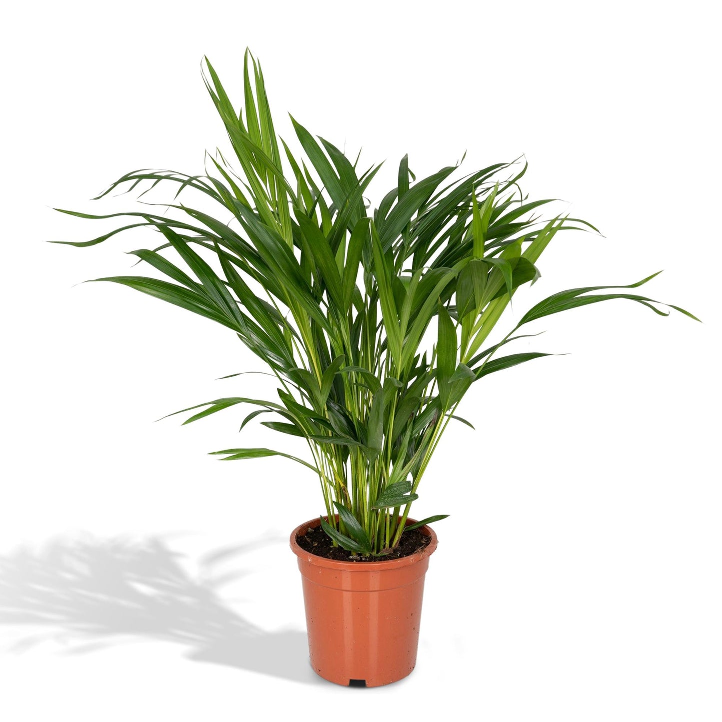 Dypsis Lutescens - Areca Palme Ø17cm, ca. 60cm hoch