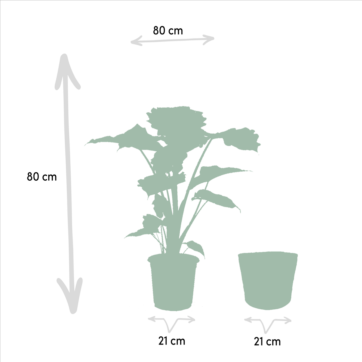 Alocasia Portodora Ø21cm – Elefantenohr mit Korb Selin