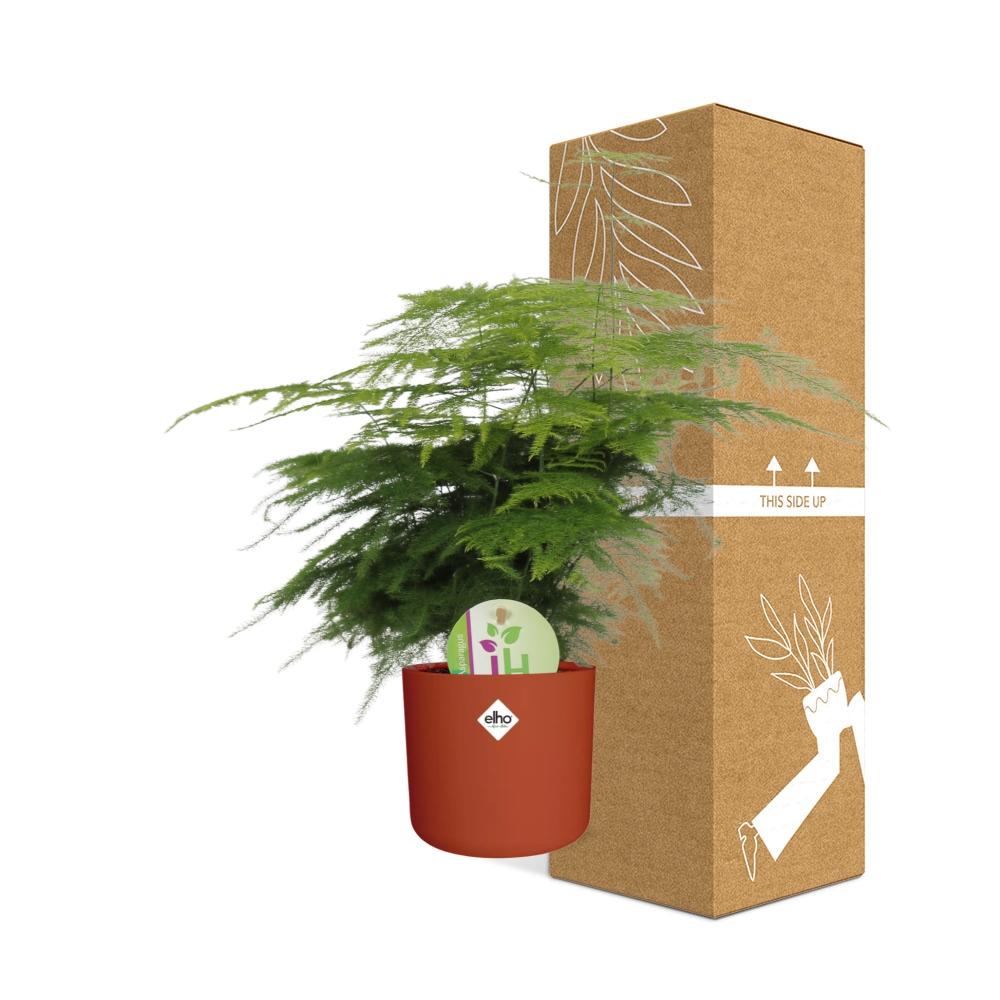 Asparagus ‘Plumosus’ – Pflegespargel im ELHO b.for soft Rond 14cm Brique